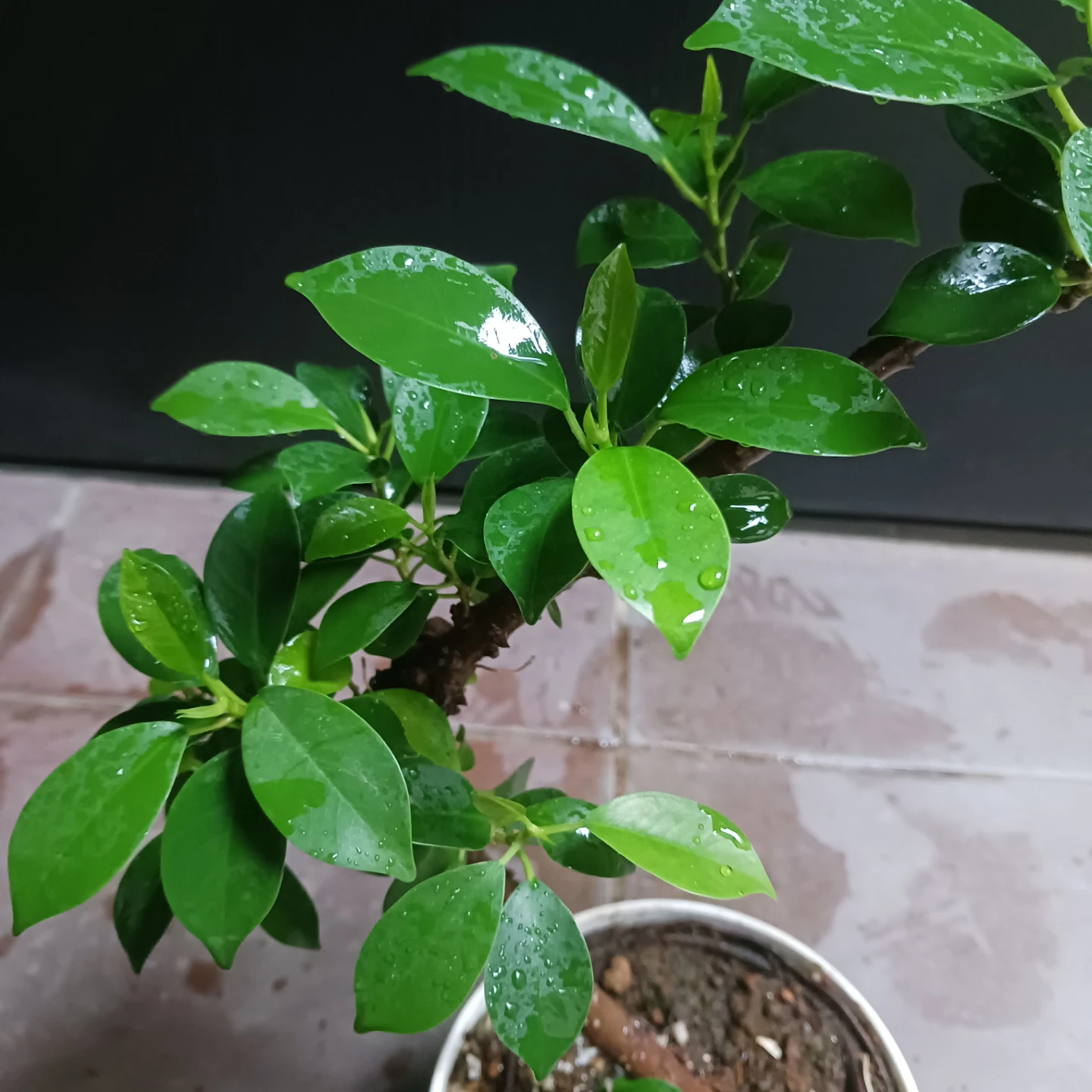 まとめ買い対象★フィカスナナ　曲がり　5号　観葉植物の写真5枚目
