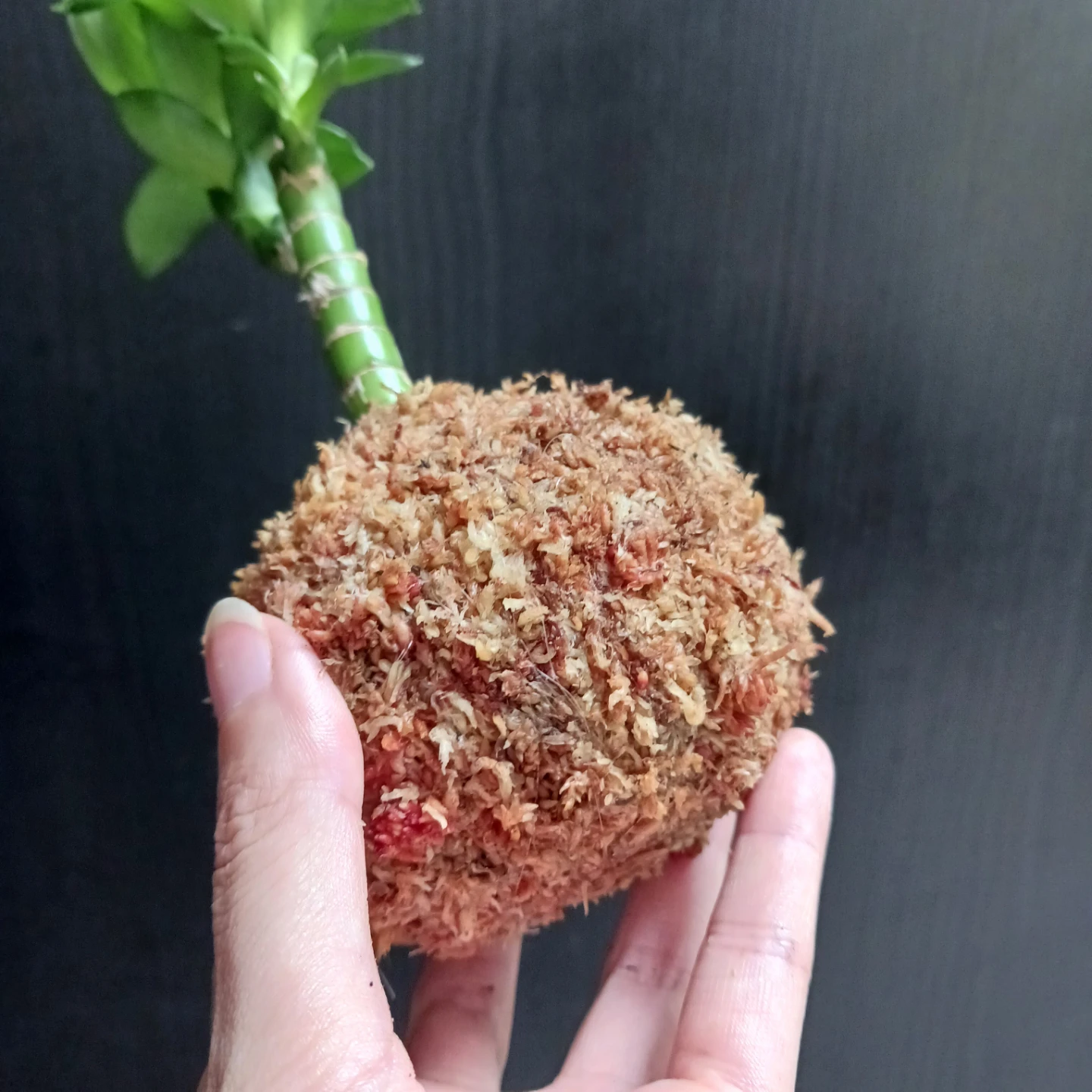 苔玉　キングバンブー　観葉植物　ドラセナの写真7枚目