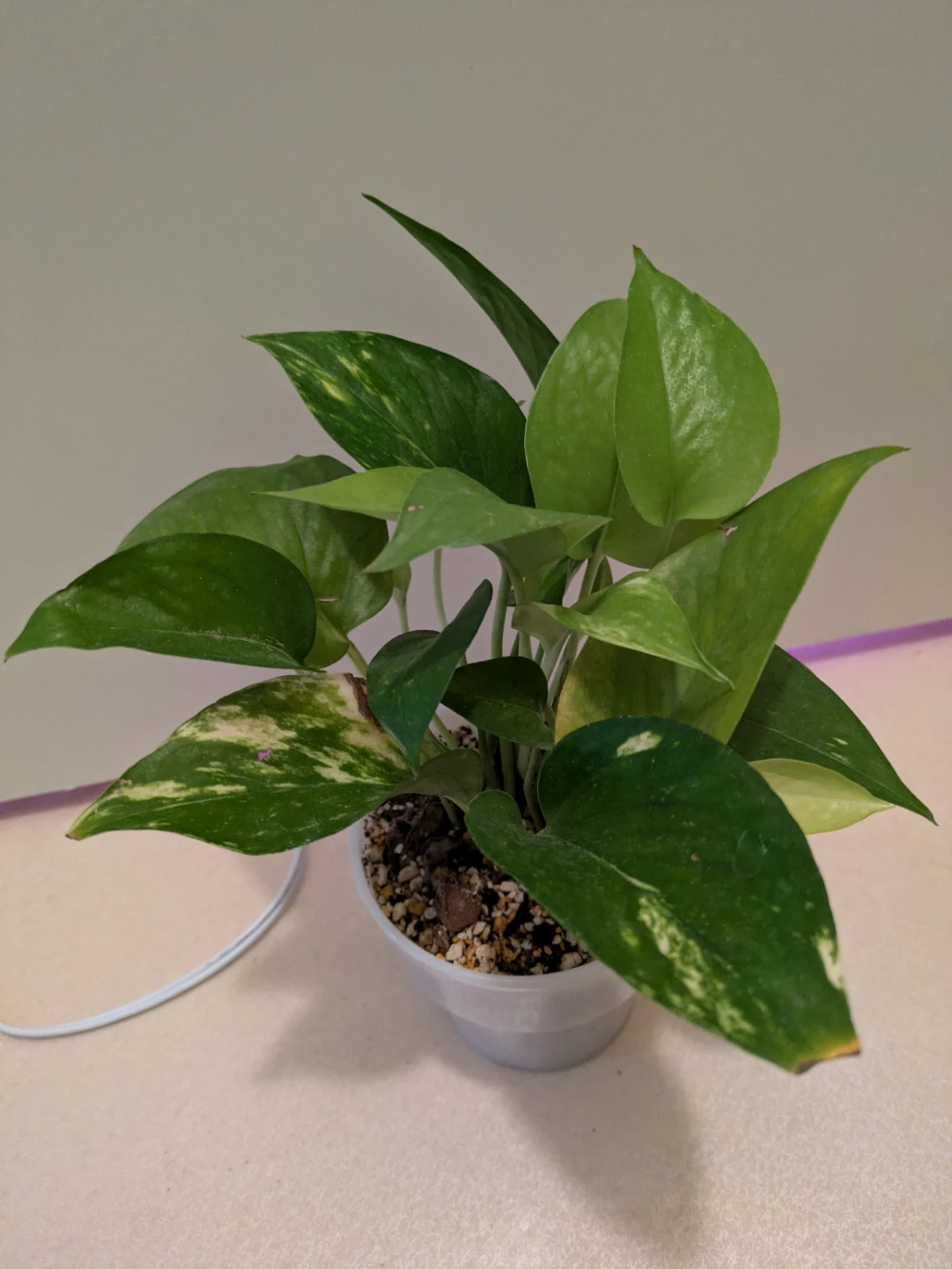 ポトス 観葉植物 白鉢付き