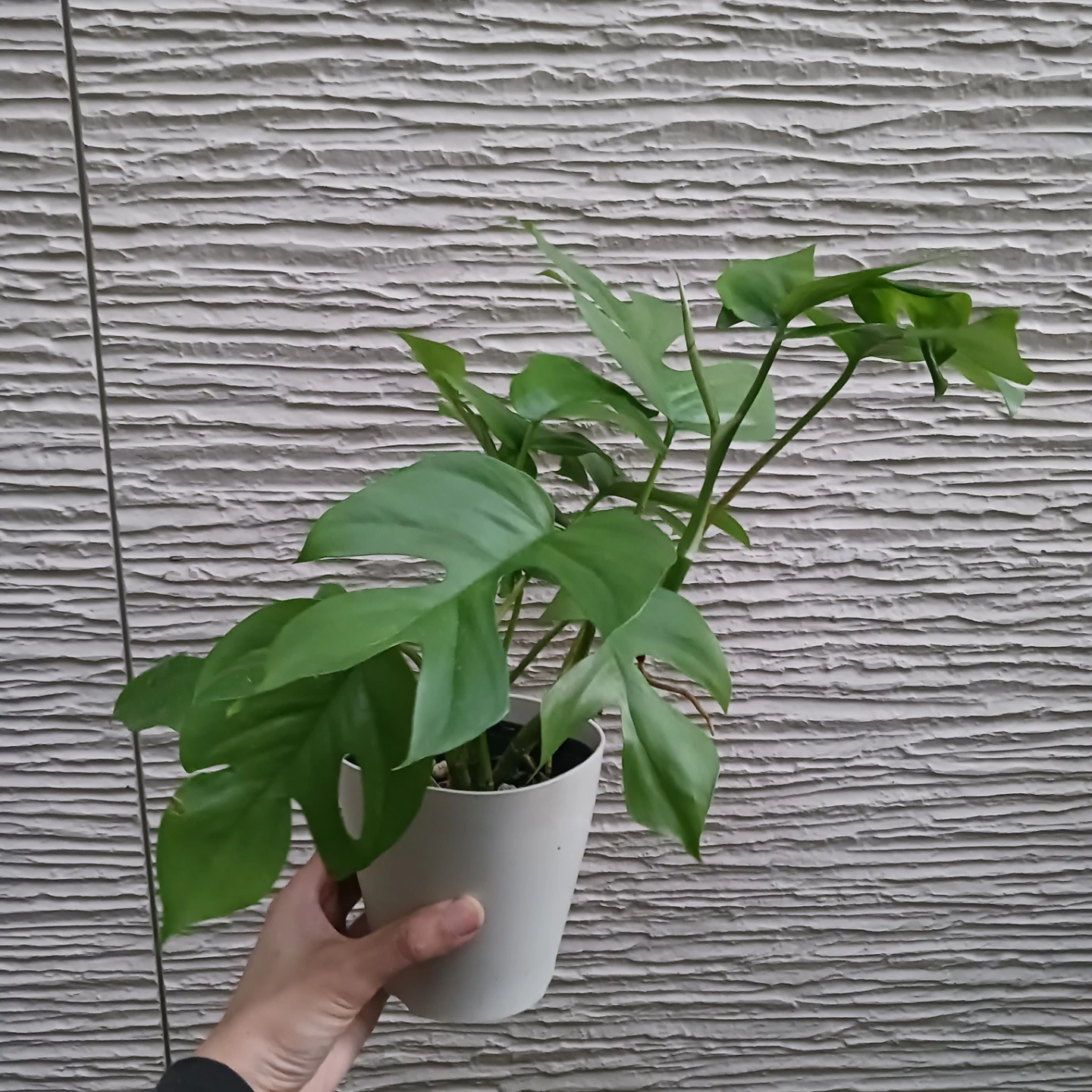 ヒメモンステラ　4号　観葉植物の写真5枚目