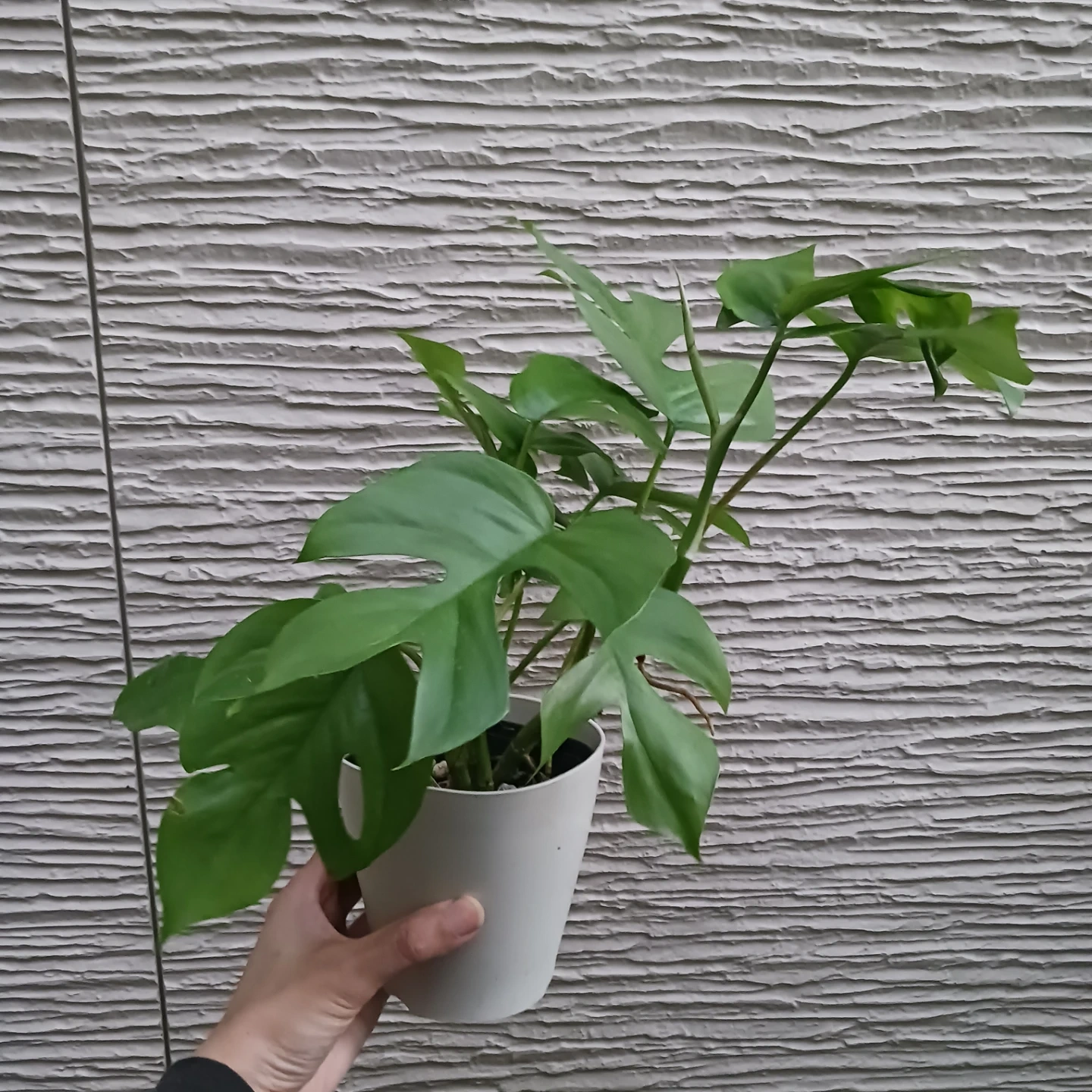 ヒメモンステラ 4号 観葉植物の写真5枚目