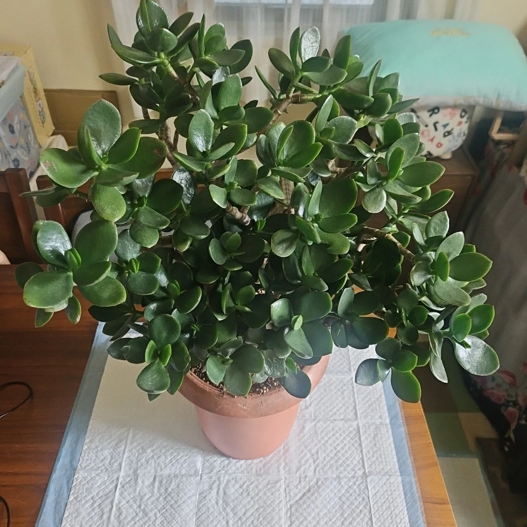 ◽金のなる木◽超極太幹◽鉢植え