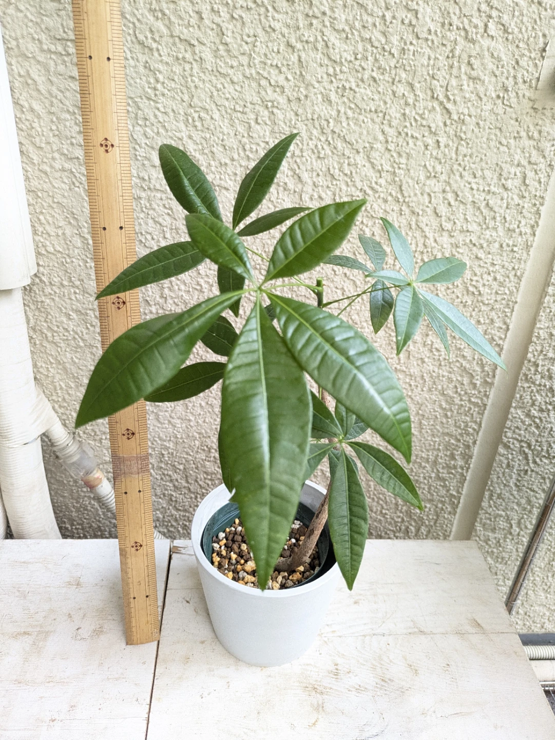 パキラ 観葉植物 ①の写真2枚目