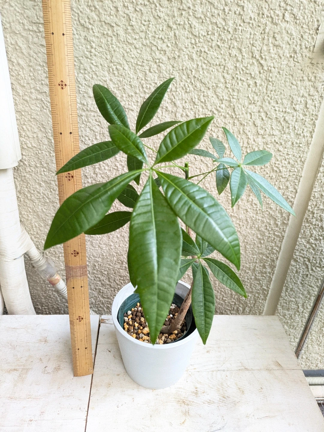 パキラ 観葉植物 ①の写真2枚目