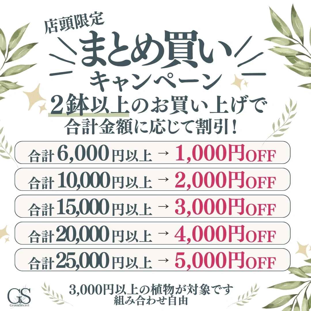 まとめ買い対象★フィカスナナ 曲がり 5号 観葉植物の写真10枚目