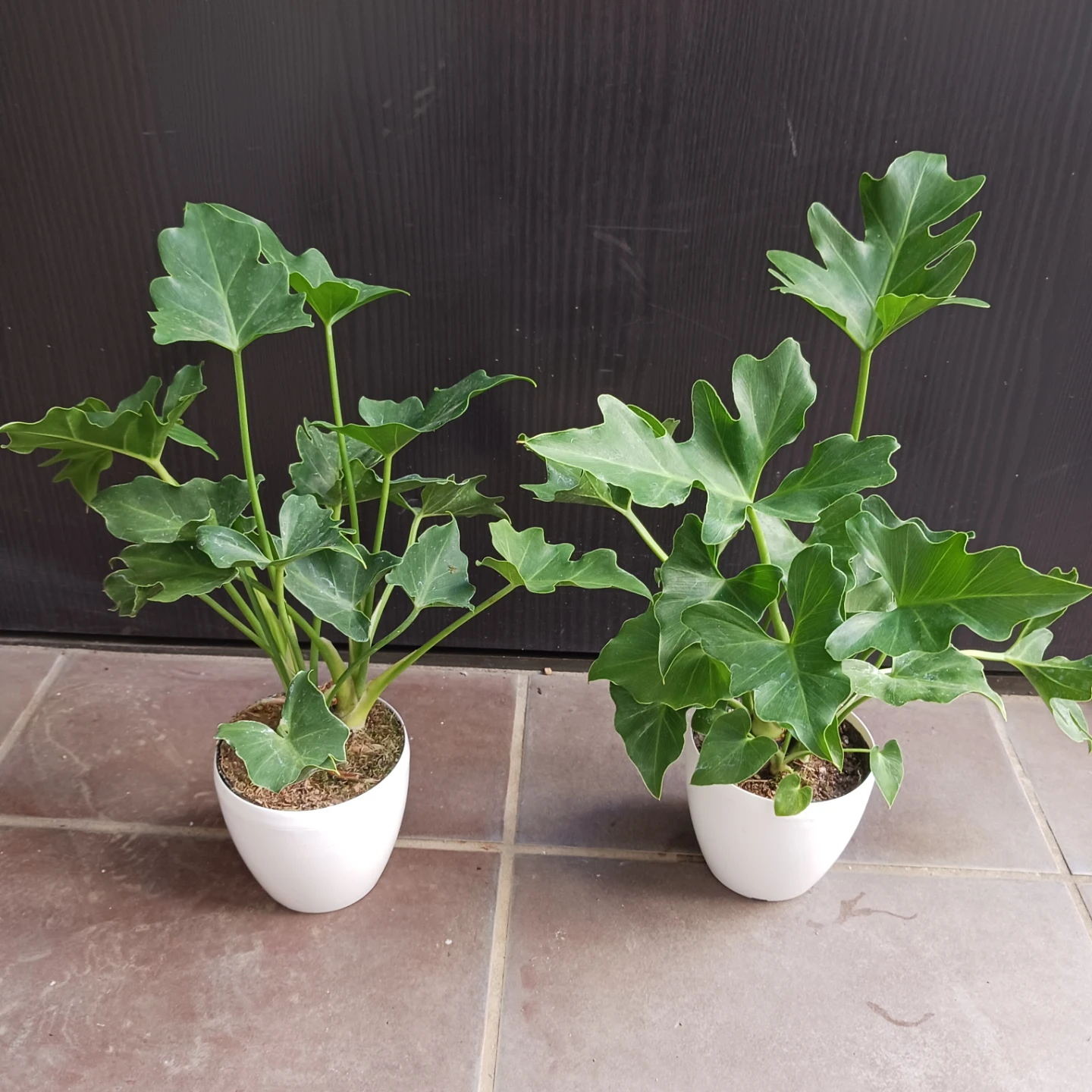 セローム　3号　観葉植物の写真6枚目