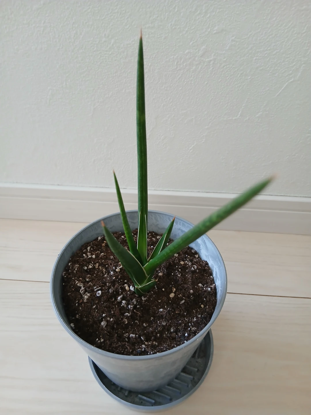 サンセベリア・フアーンウッドミカド観葉植物 鉢・皿付きの写真2枚目