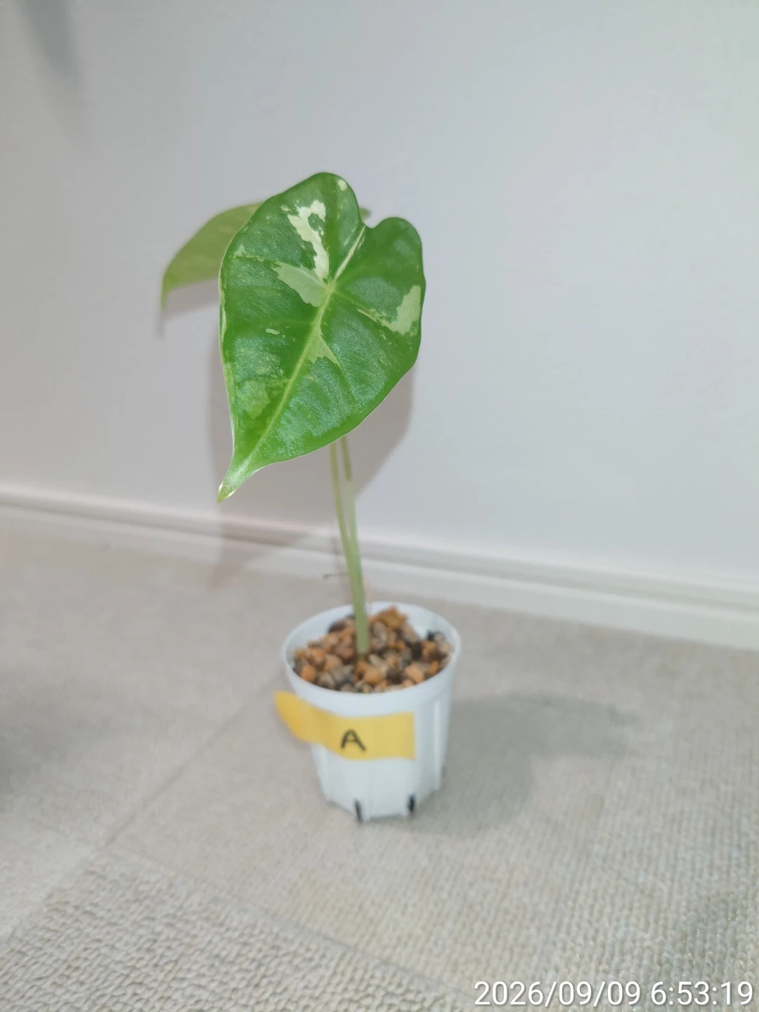 アロカシア グリーンベルベット バリエガータ 観葉植物 白鉢付き