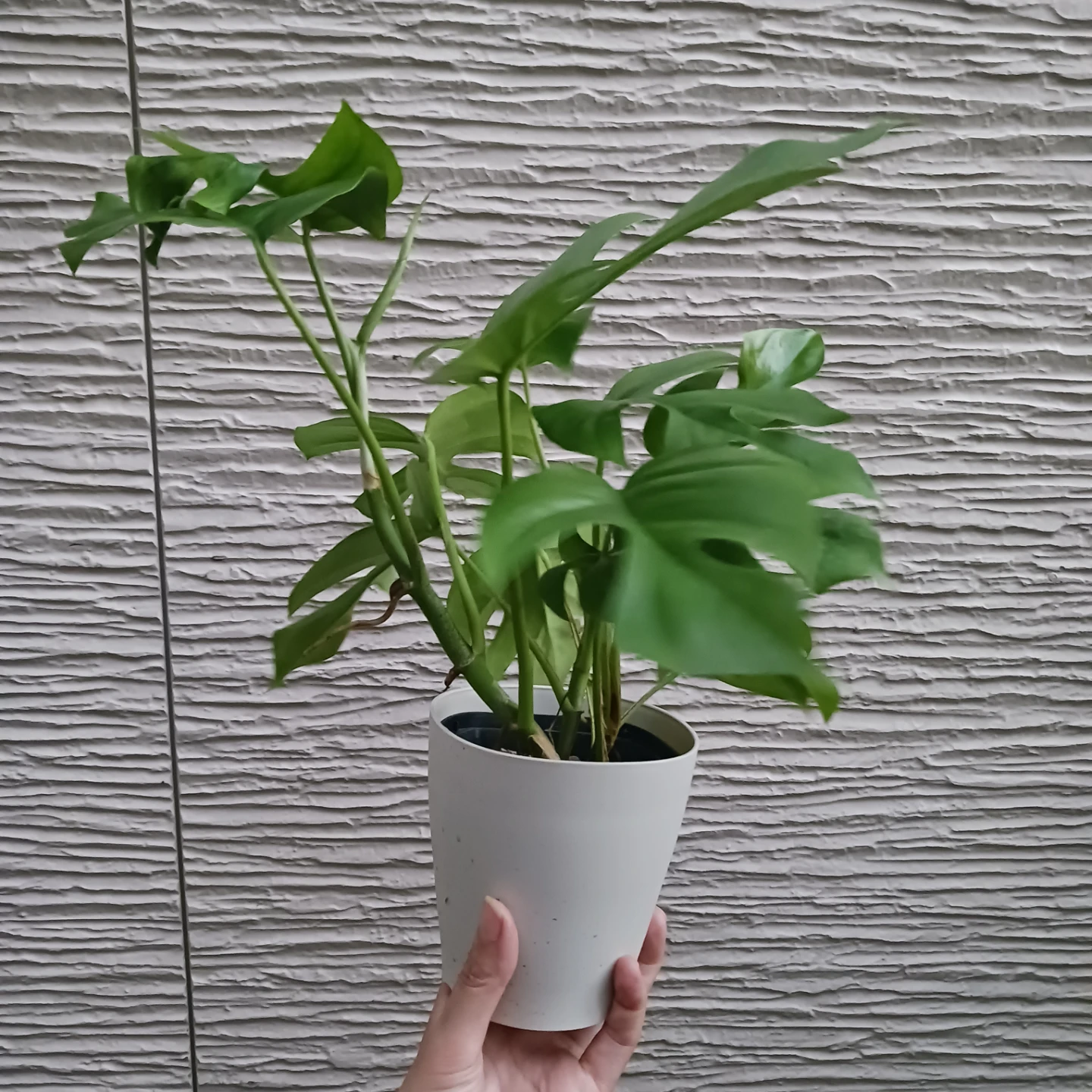 ヒメモンステラ　4号　観葉植物の写真2枚目