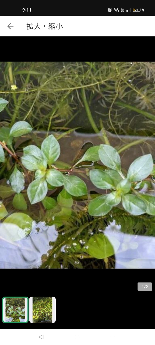 無料 水草 ルドウィジア アクアリウム、ビオトープ用