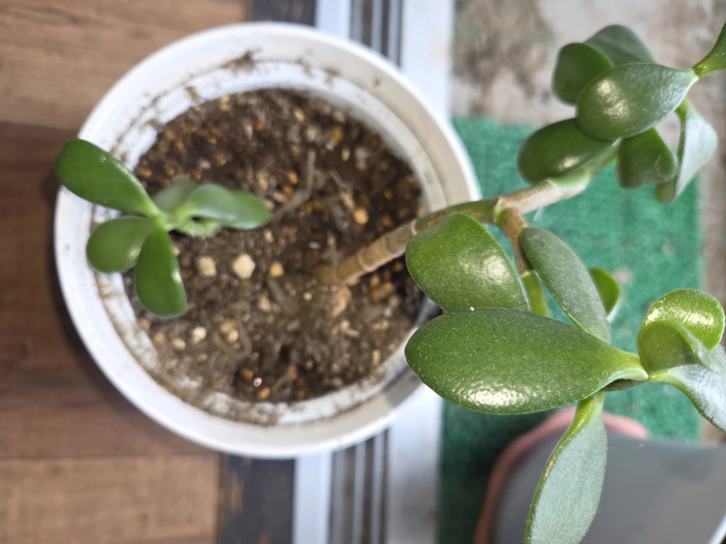 クラッスラ 花月 観葉植物 白鉢付き