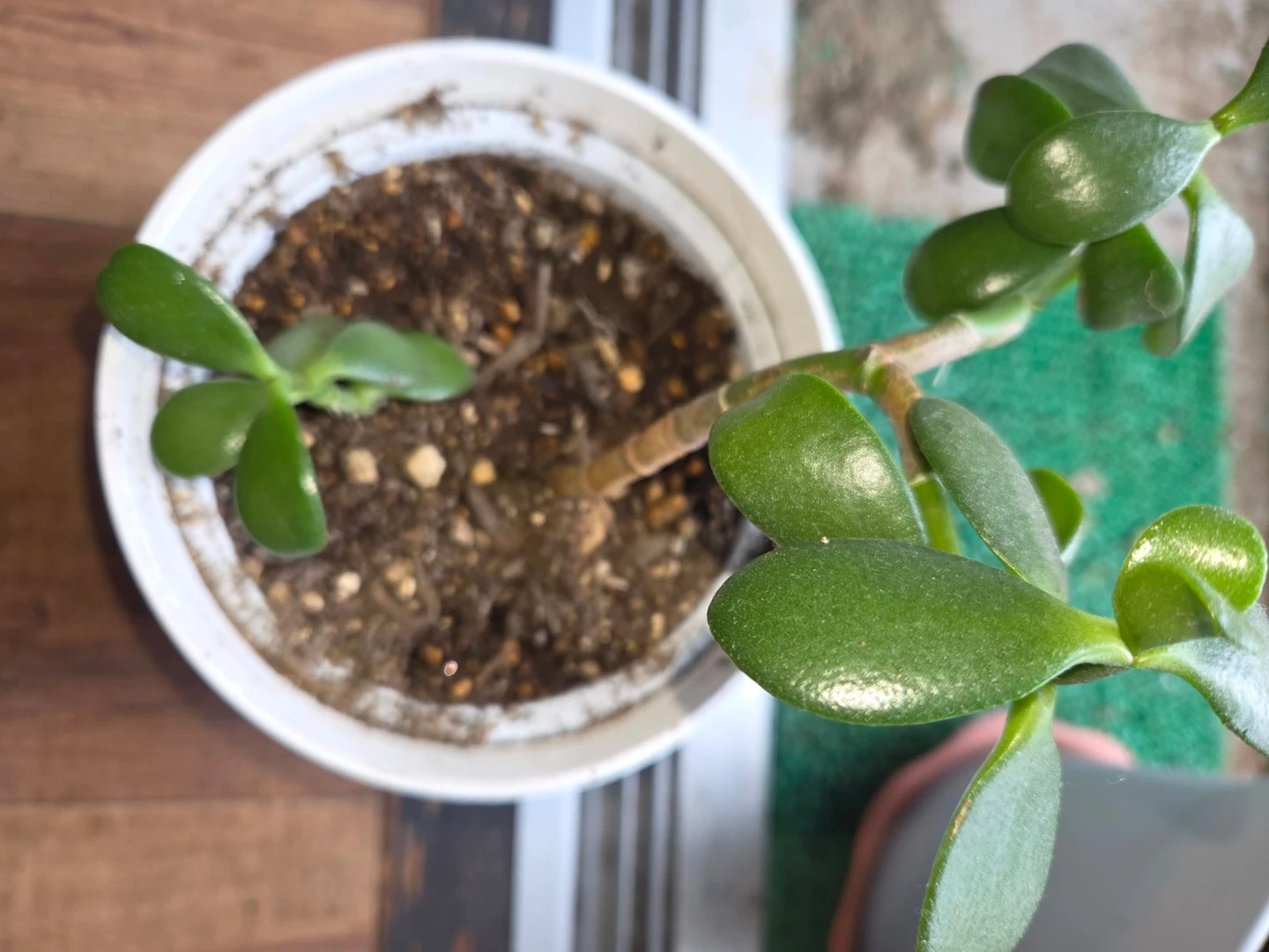 クラッスラ 花月 観葉植物 白鉢付き