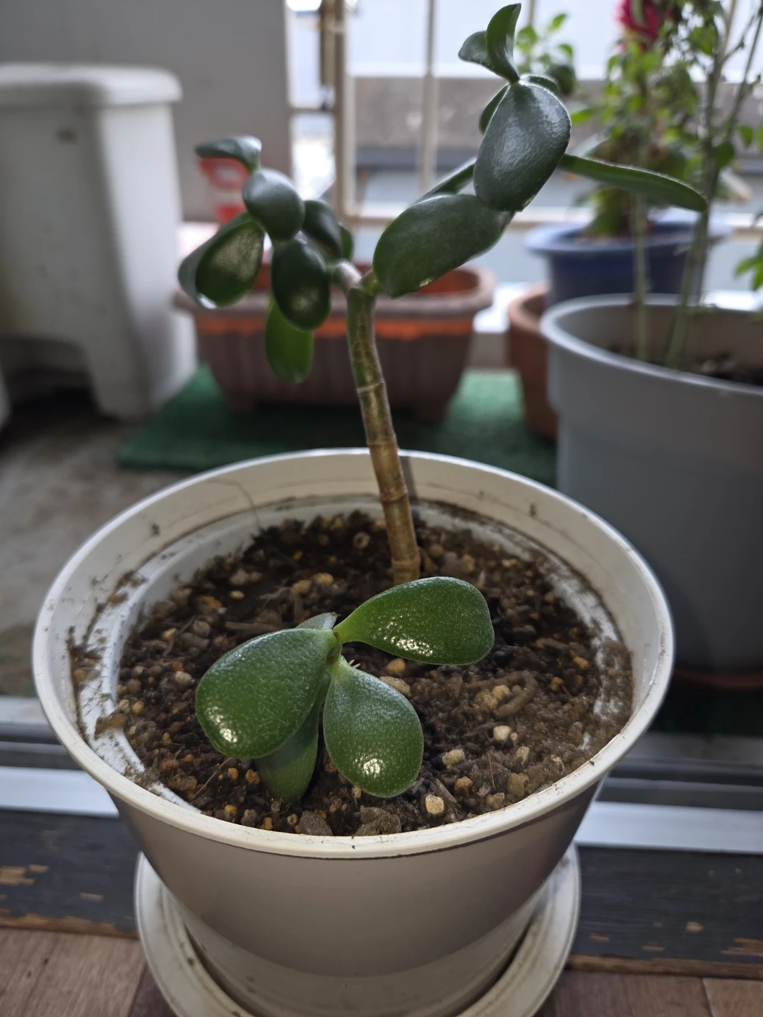 クラッスラ 花月 観葉植物 白鉢付きの写真2枚目