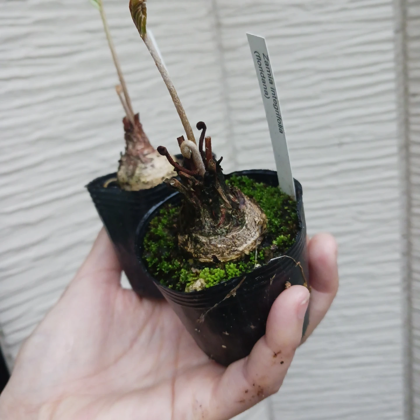ザミアフロリダーナ 2号 観葉植物 インテグリフォリアの写真4枚目