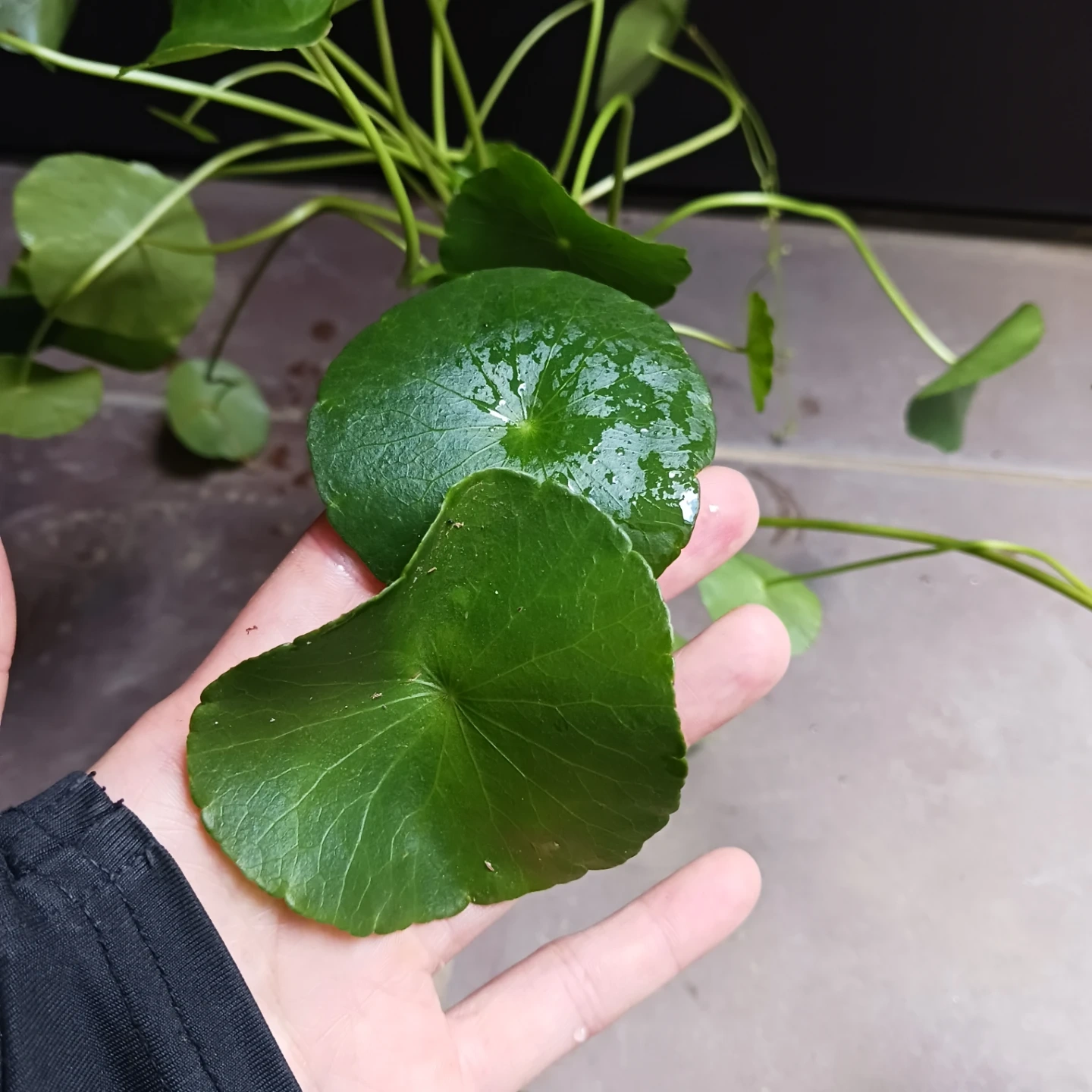 ウォーターコイン ウォーターマッシュルーム 水草 ビオトープの写真6枚目