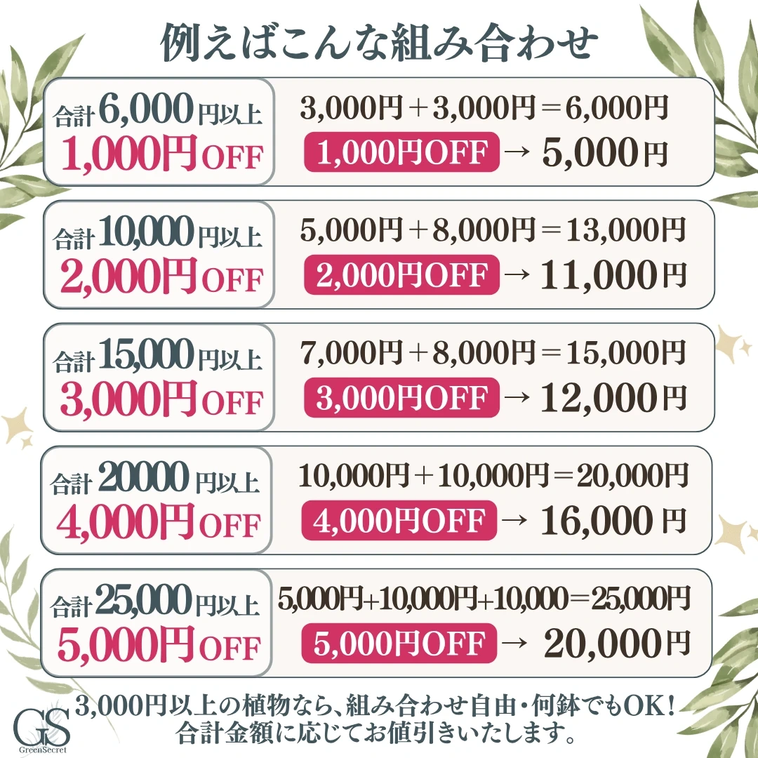 まとめ買い対象★フランスゴムノキ 8号 観葉植物 ゴムノキ フィカス ルビギノーサの写真10枚目