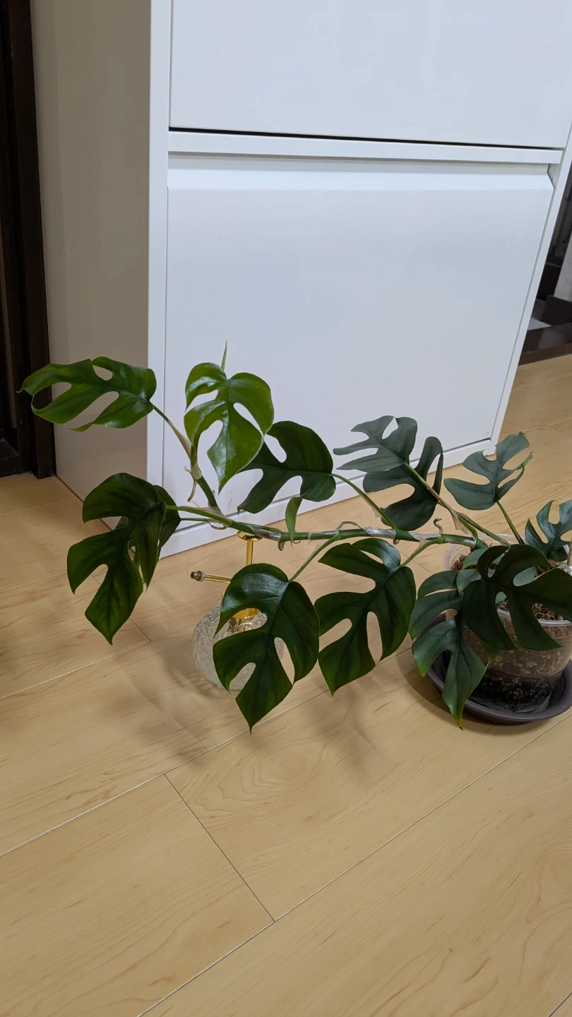 ヒメモンステラ 観葉植物