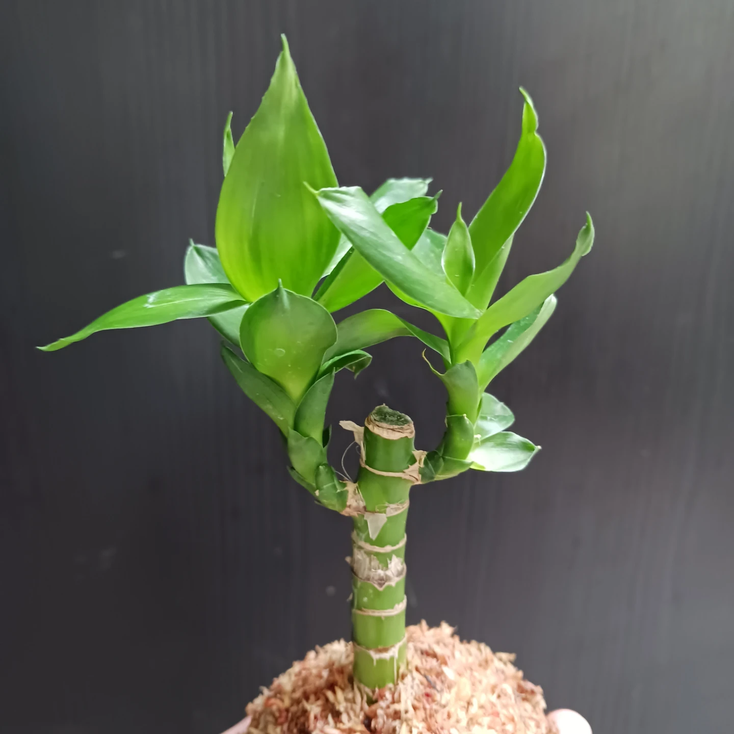 苔玉　キングバンブー　観葉植物　ドラセナの写真5枚目