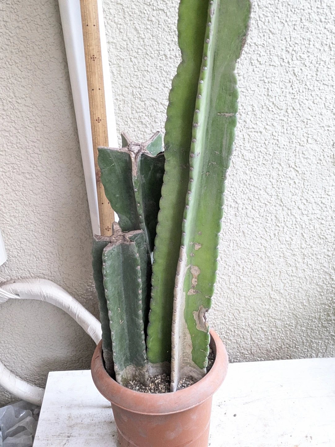 柱サボテン 観葉植物の写真4枚目