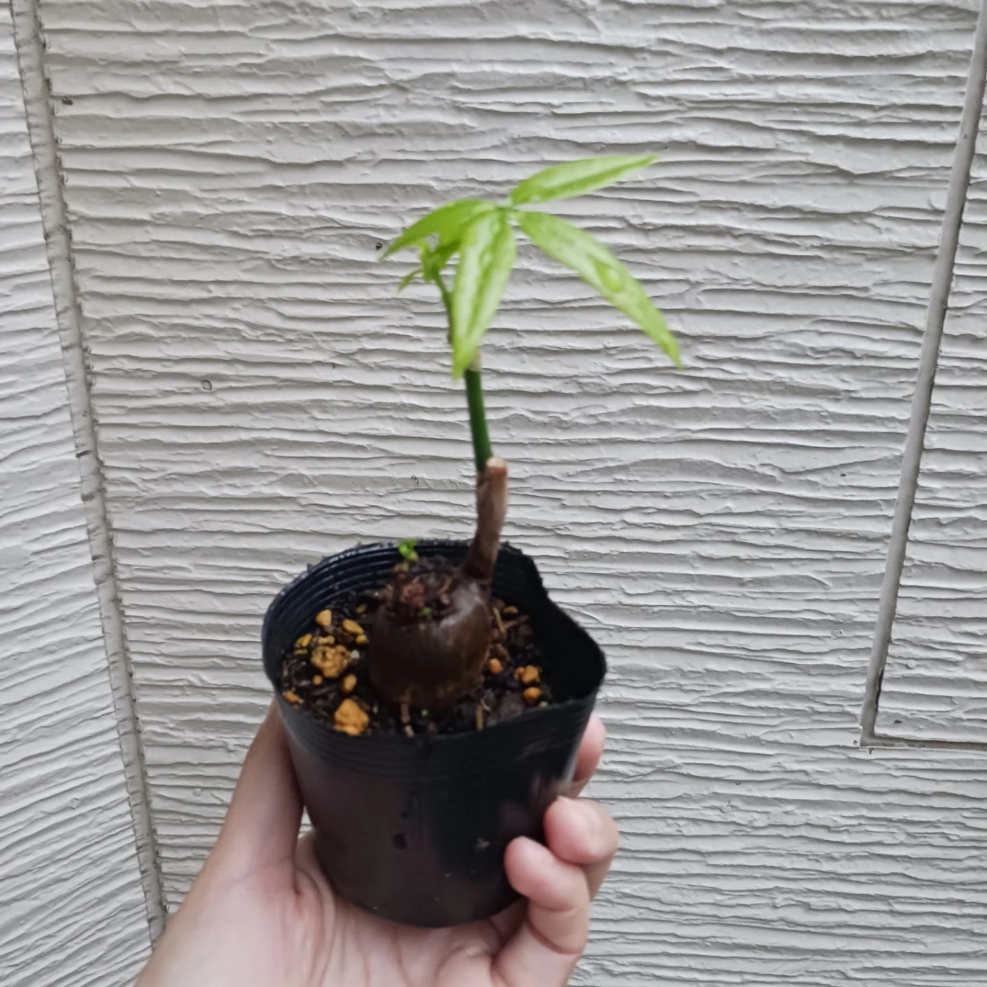 ぷっくり幹太★パキラ 2.5号 観葉植物の写真8枚目
