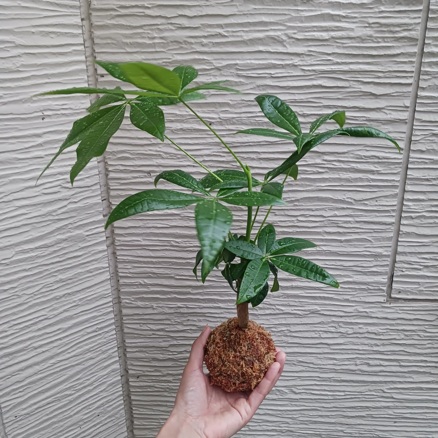 苔玉★パキラ　観葉植物の写真3枚目