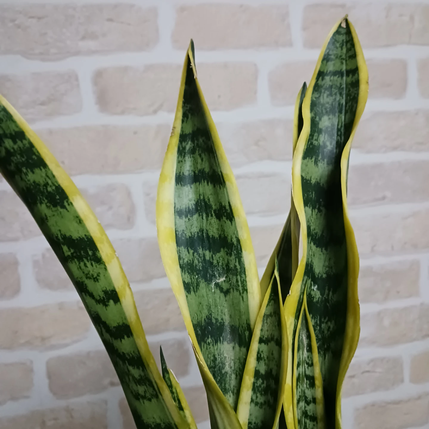 サンスベリア　4号　角鉢　サンセベリア　ローレンチ　観葉植物の写真3枚目