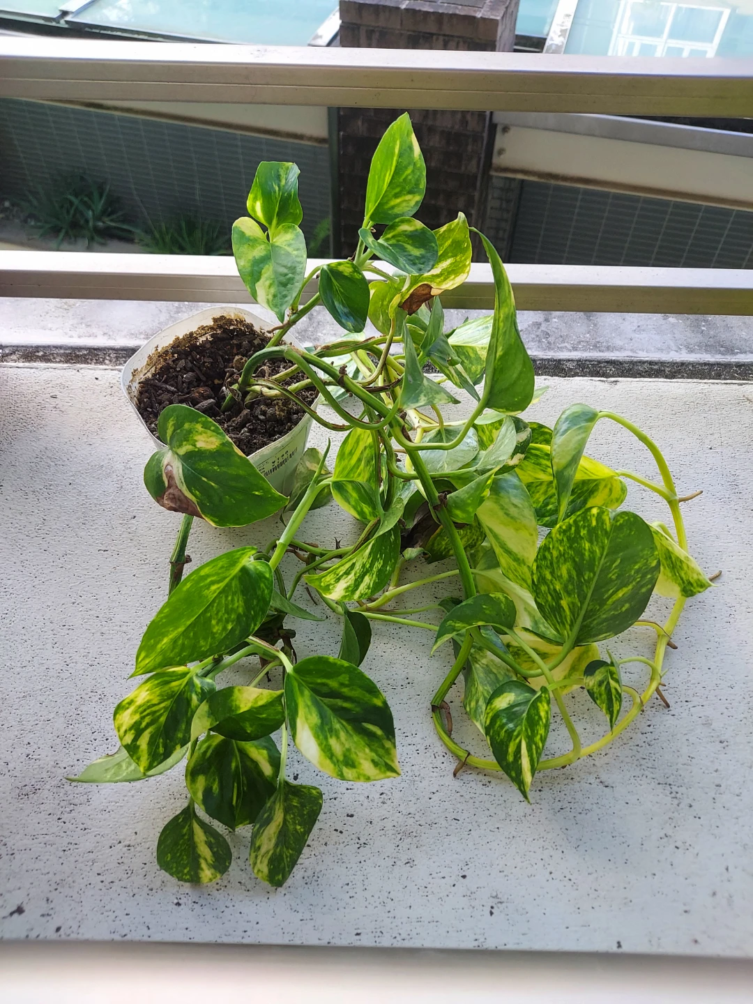 ポトス  観葉植物