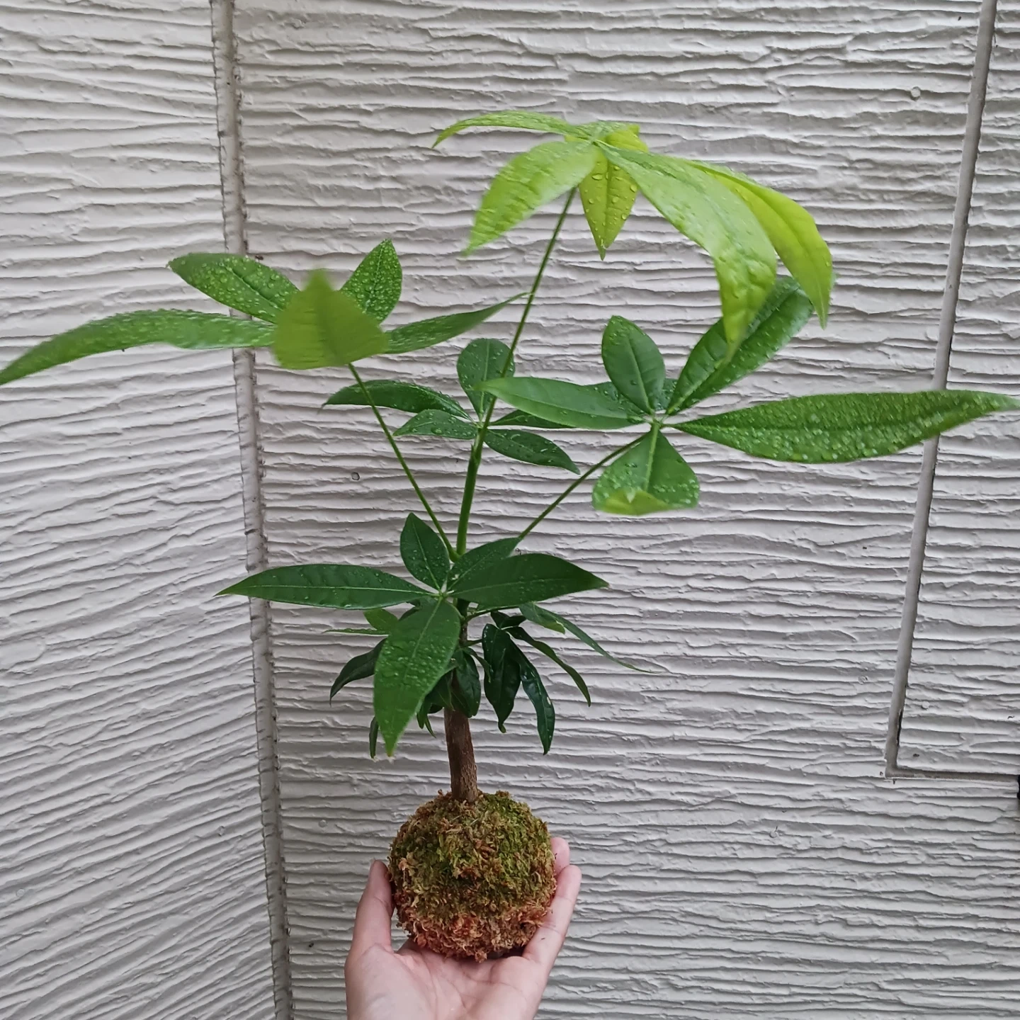 苔玉★パキラ 観葉植物の写真6枚目
