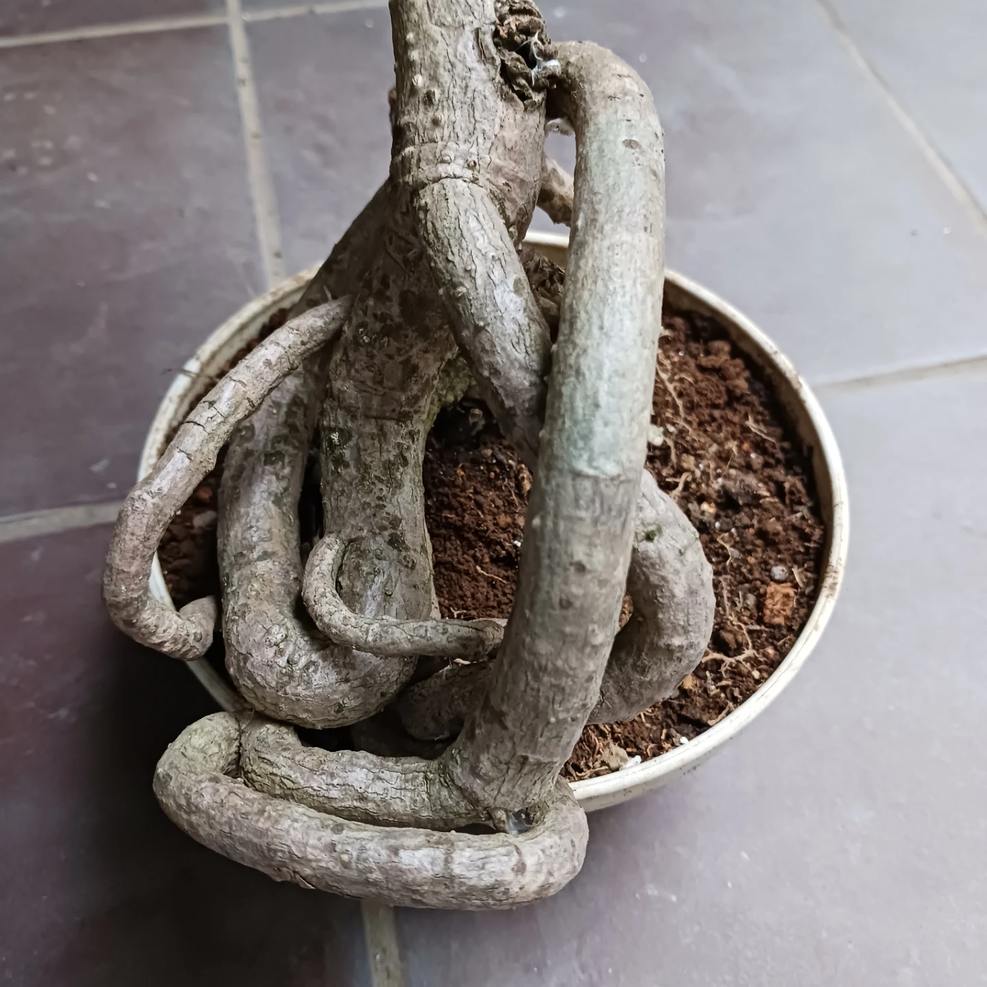 曲がり★ツピタンサス　6号　観葉植物　個性的　一点ものの写真9枚目