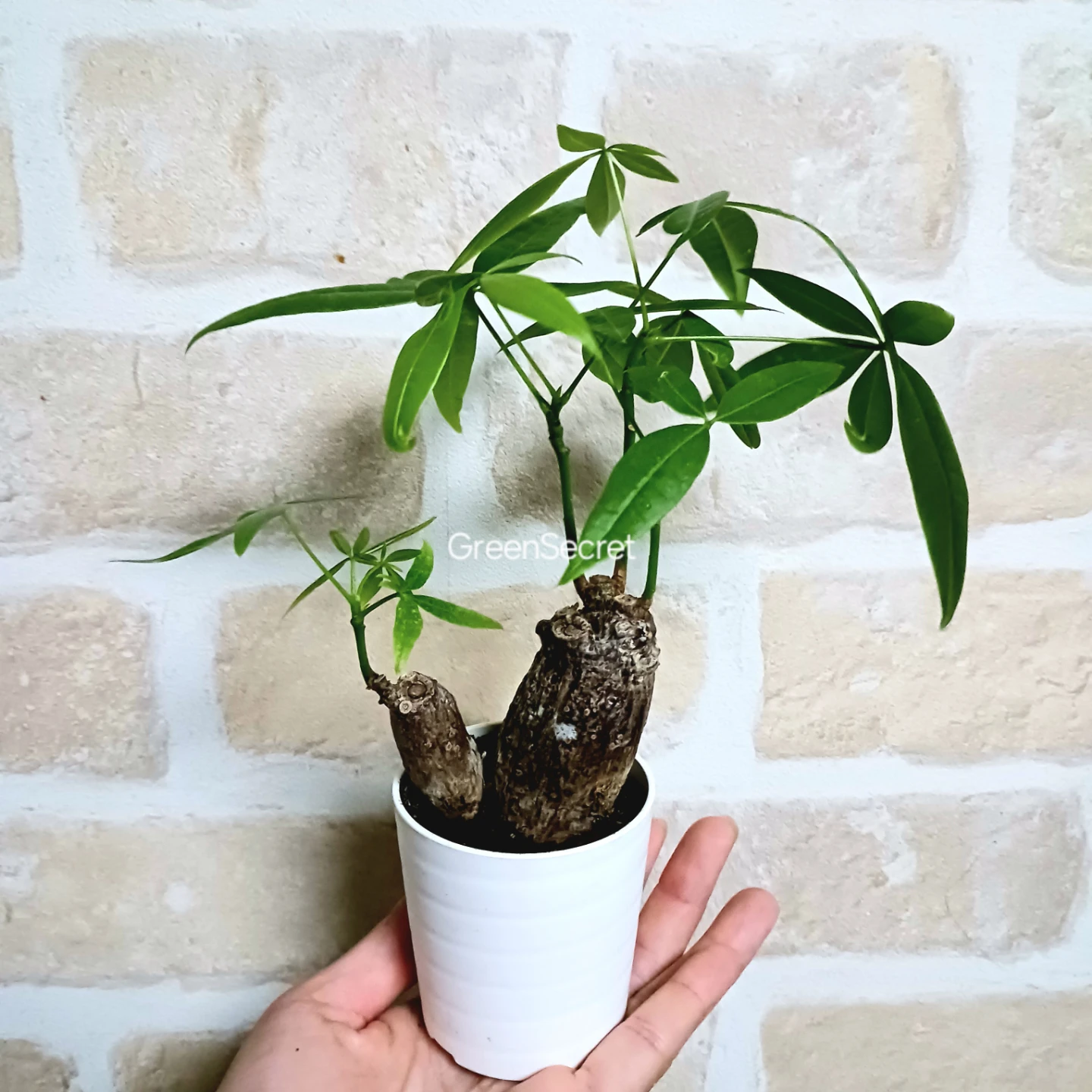 ぷっくり太幹 パキラ　2号　観葉植物　ミニ