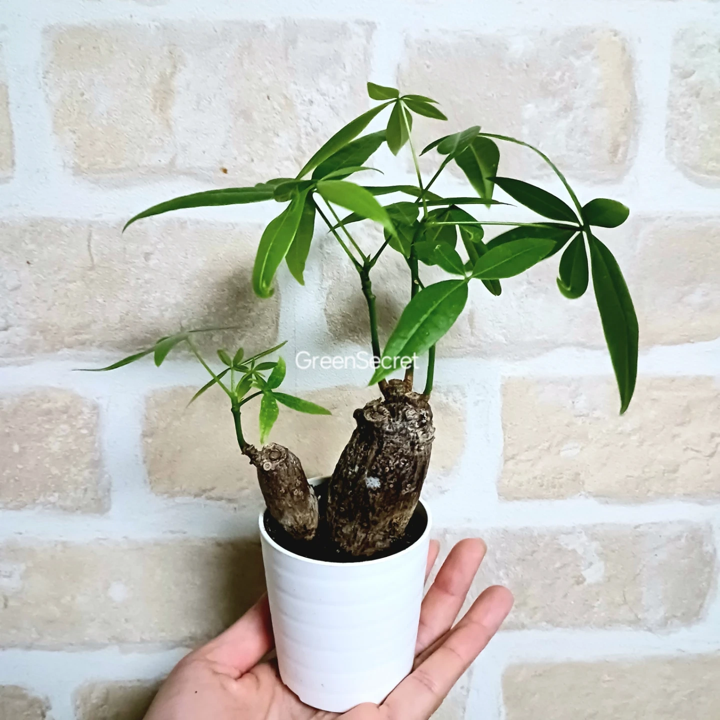 ぷっくり太幹 パキラ 2号 観葉植物 ミニ