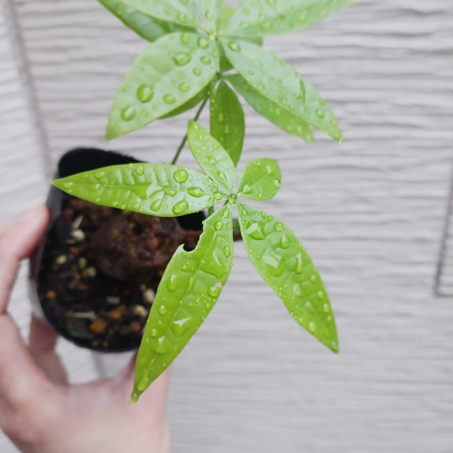ぷっくり幹太★パキラ　2.5号　観葉植物の写真7枚目