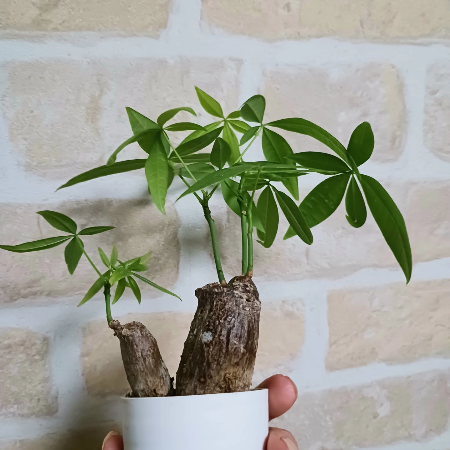 ぷっくり太幹 パキラ　2号　観葉植物　ミニの写真9枚目