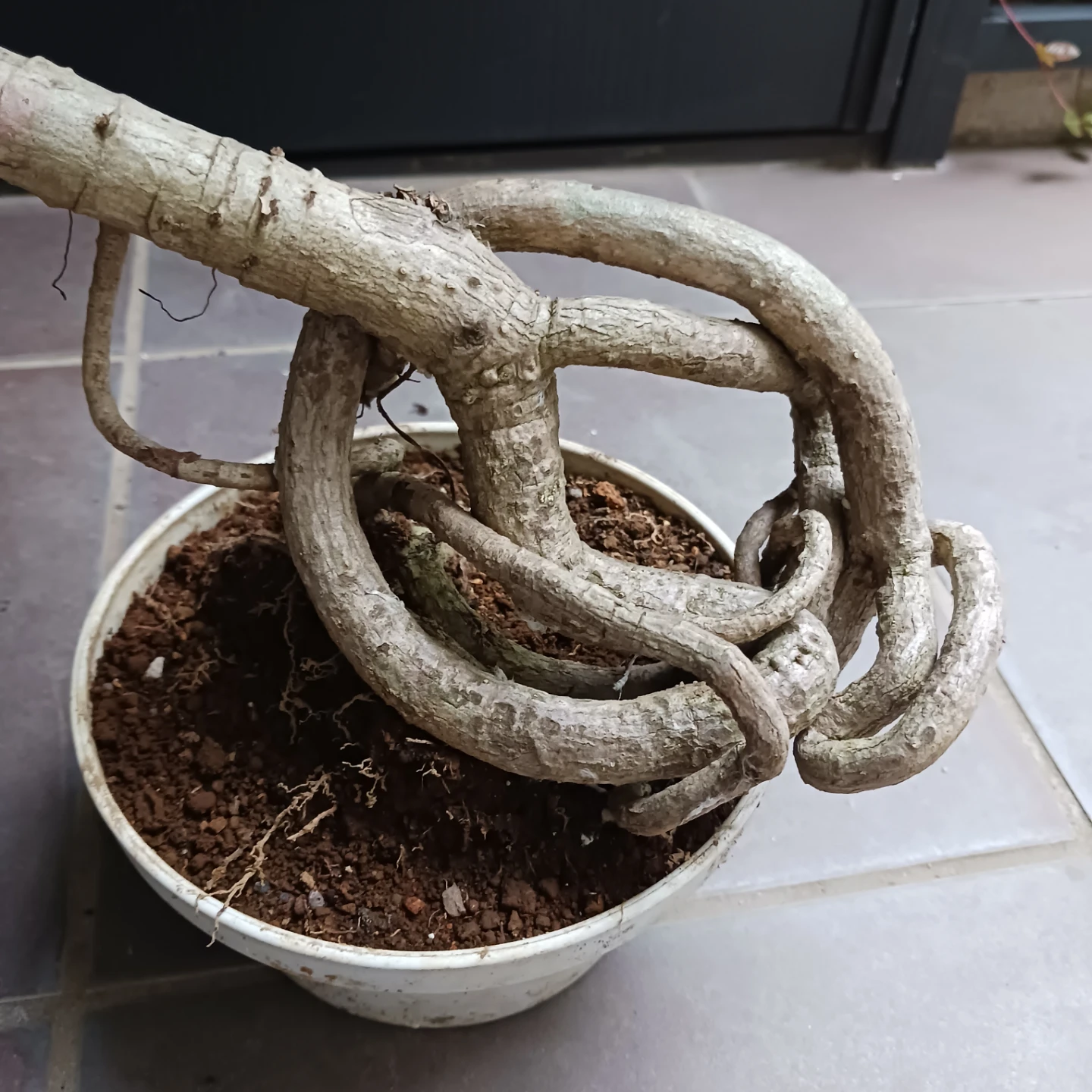 曲がり★ツピタンサス　6号　観葉植物　個性的　一点ものの写真8枚目