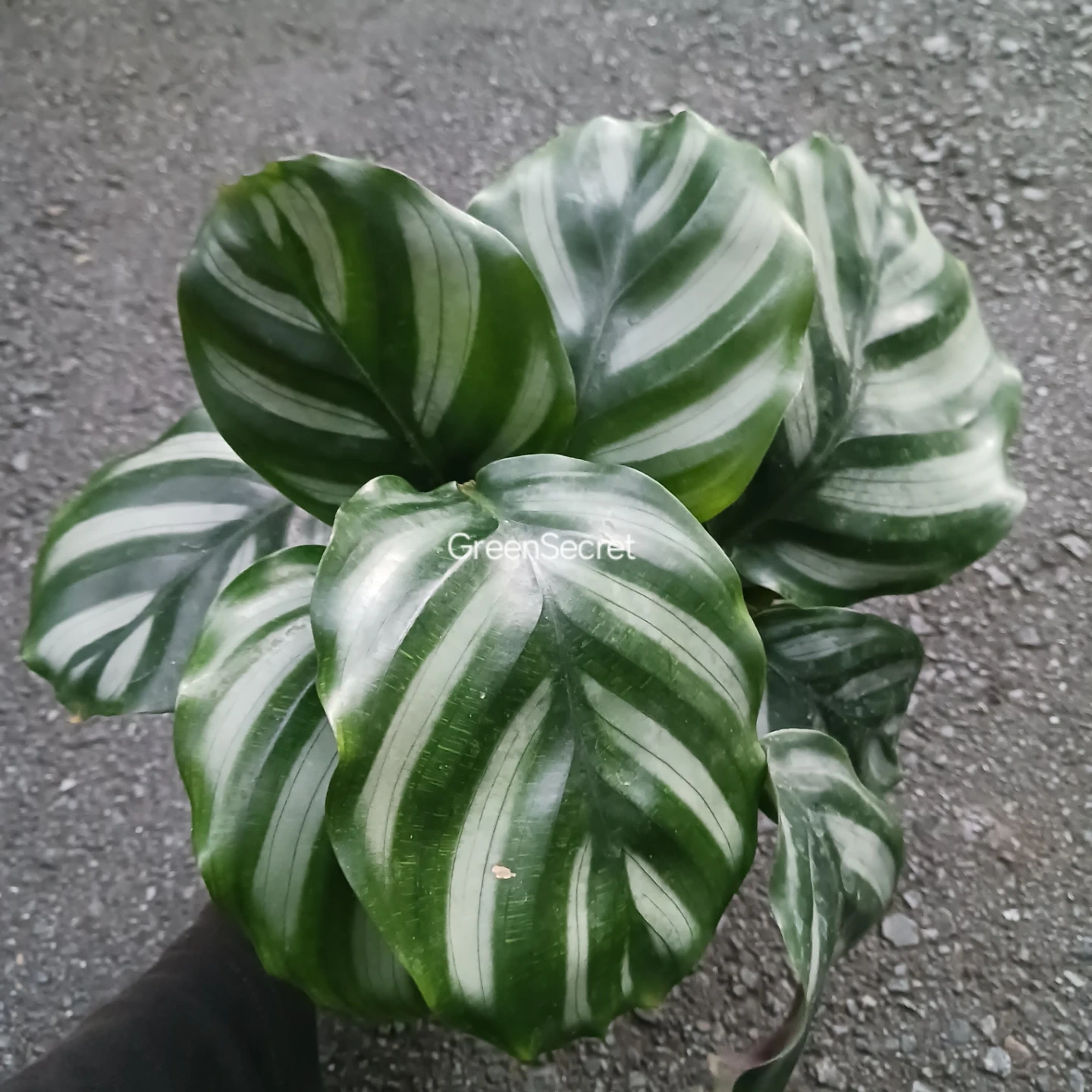カラテア ベサール 4号 観葉植物