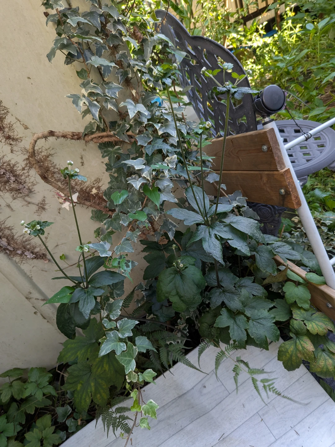 シュウメイギク 観葉植物の写真2枚目
