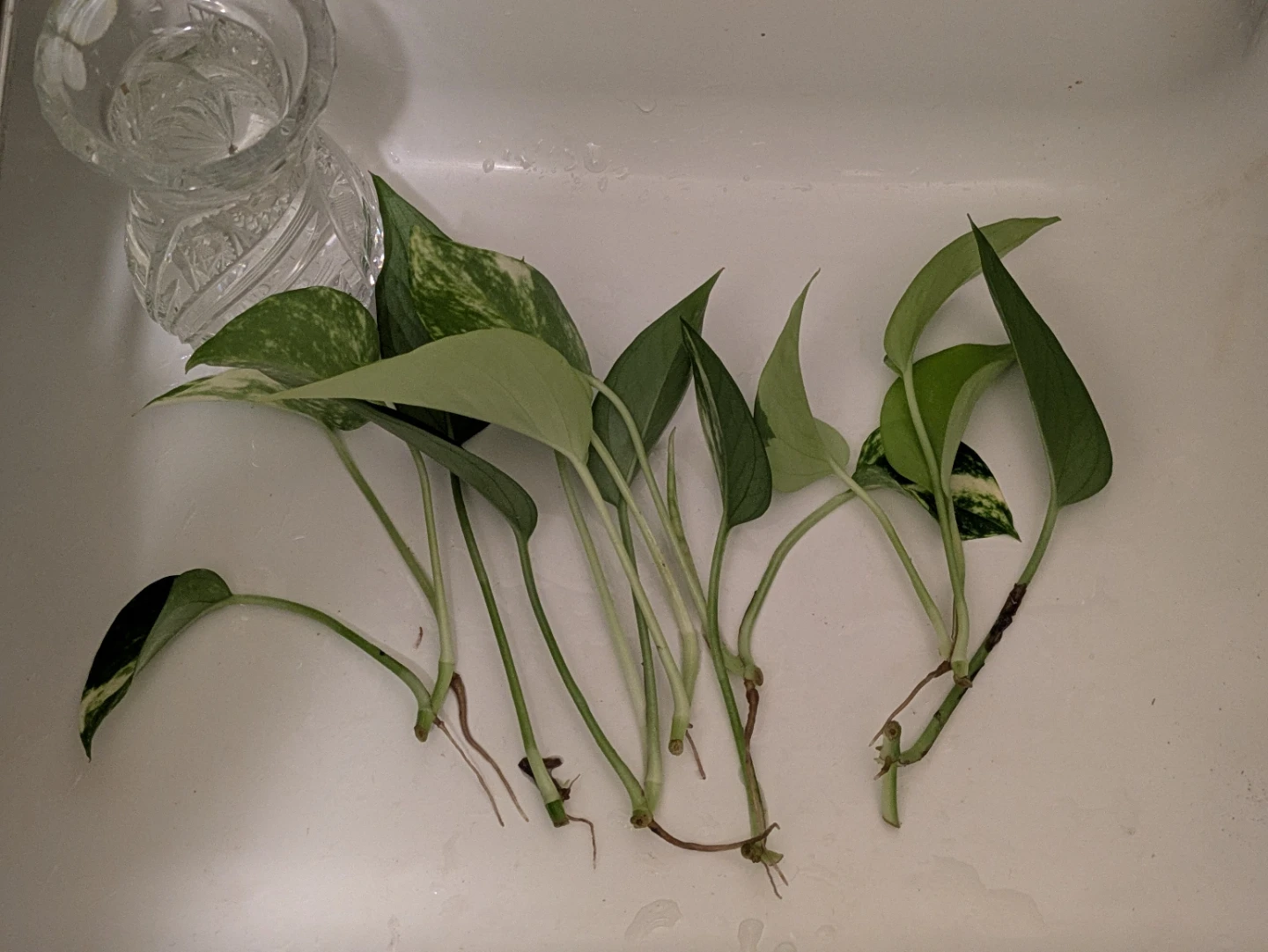 ポトス 水挿し用 斑入り 観葉植物の写真2枚目