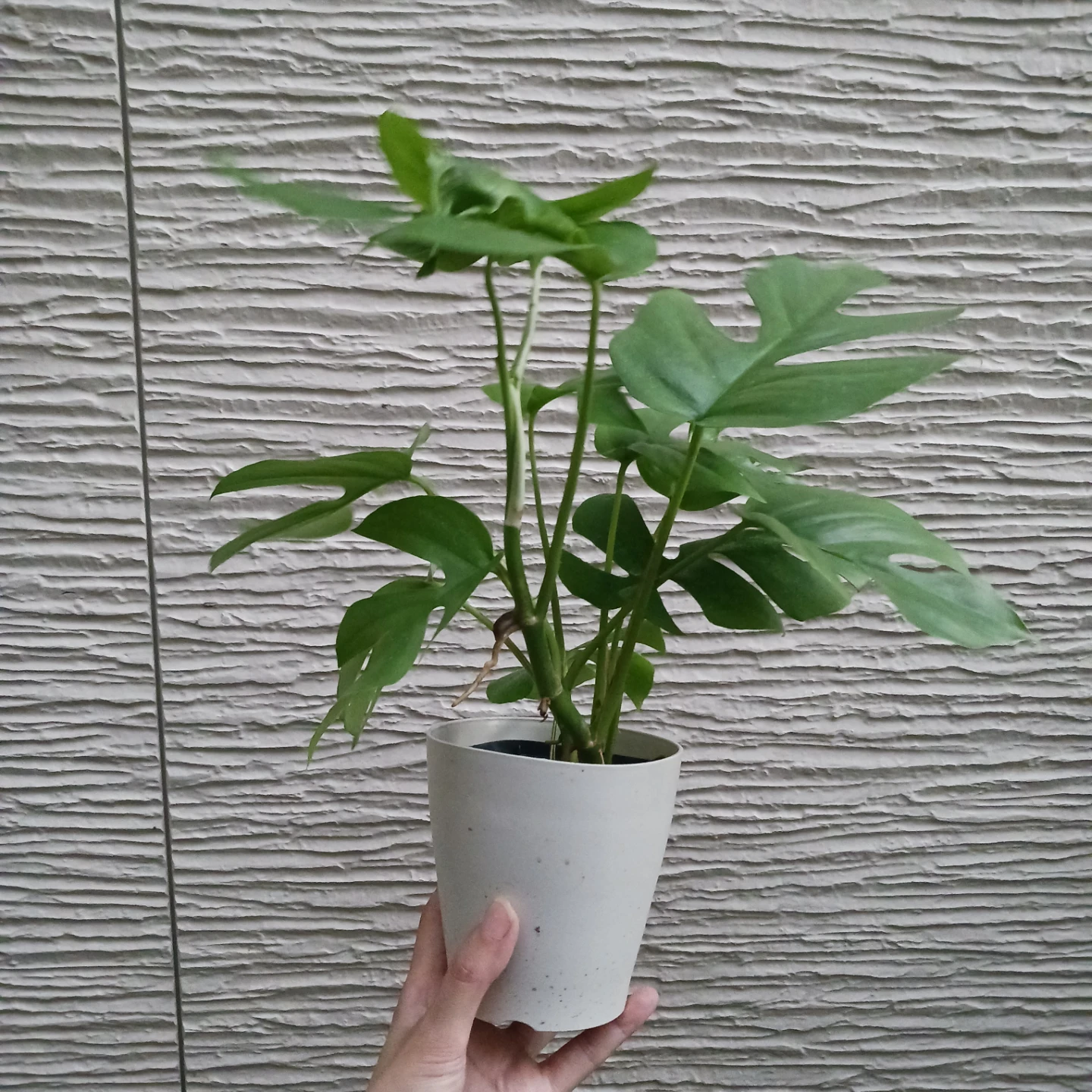 ヒメモンステラ　4号　観葉植物