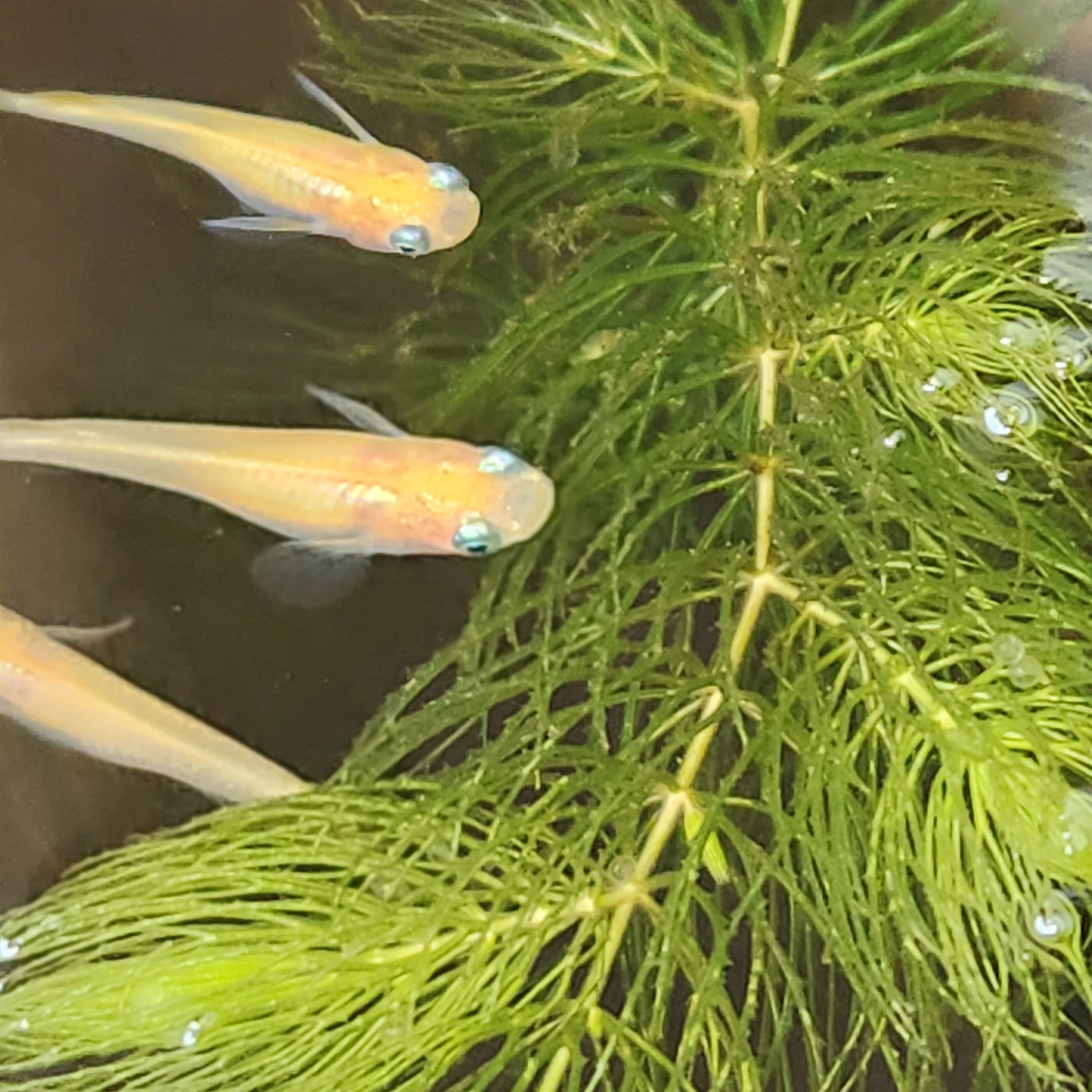 メダカの卵③の写真3枚目