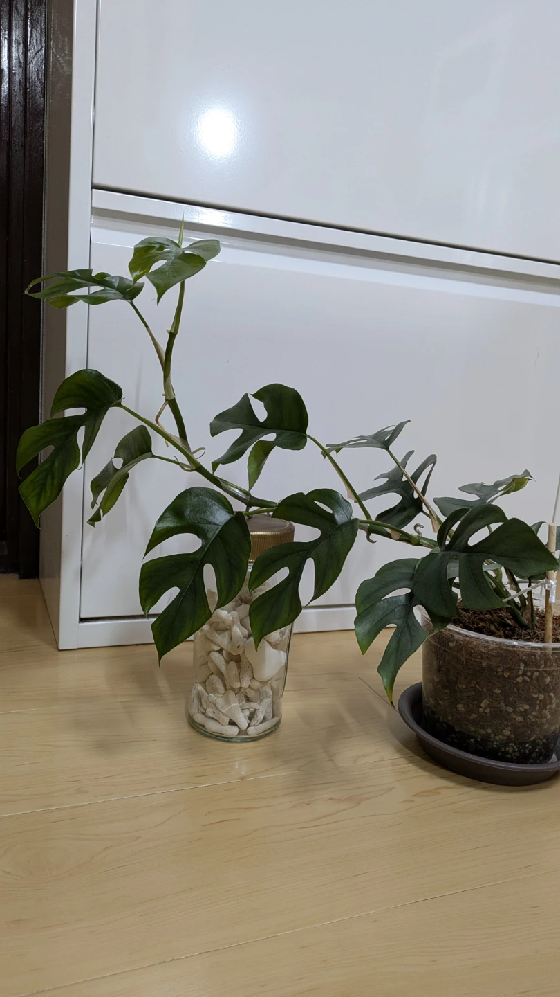 ヒメモンステラ 観葉植物の写真6枚目