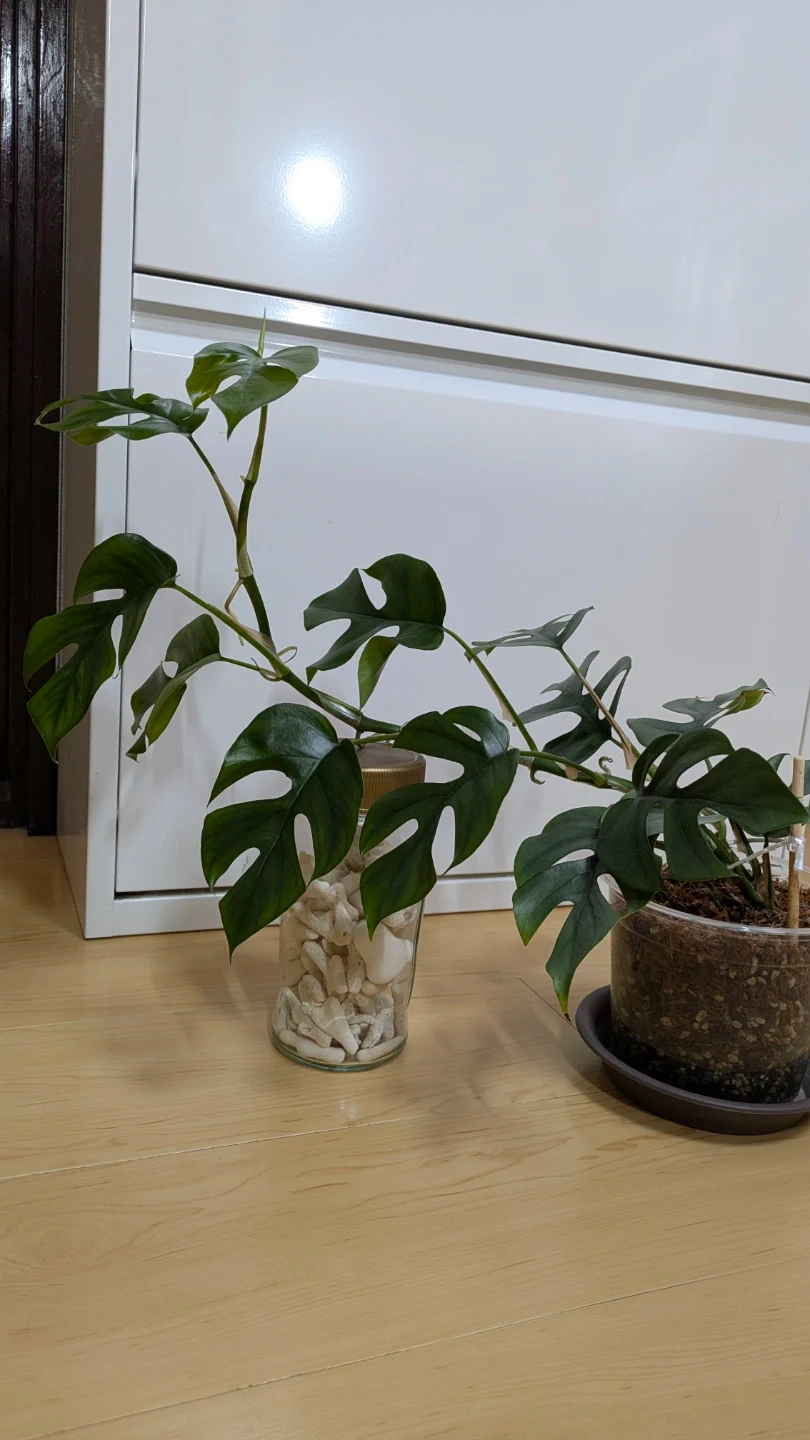 ヒメモンステラ 観葉植物の写真6枚目