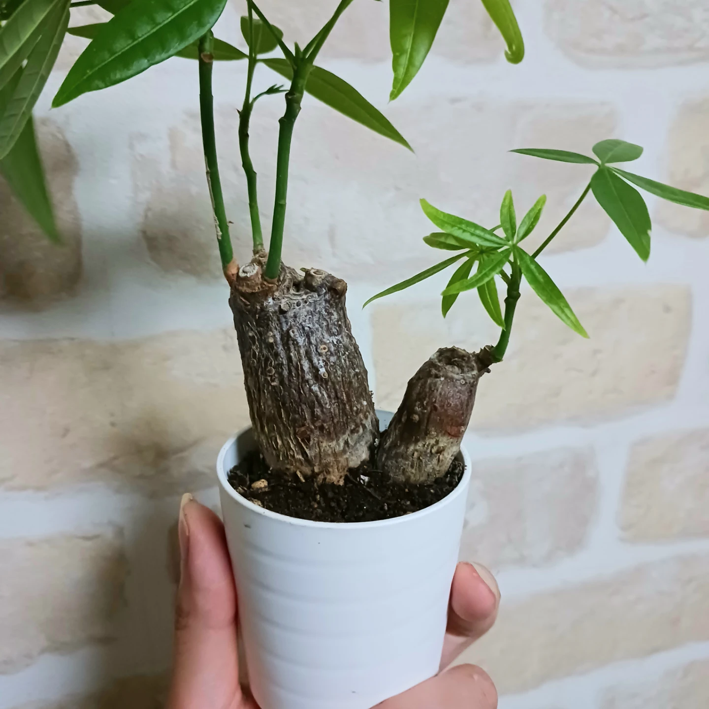 ぷっくり太幹 パキラ　2号　観葉植物　ミニの写真4枚目