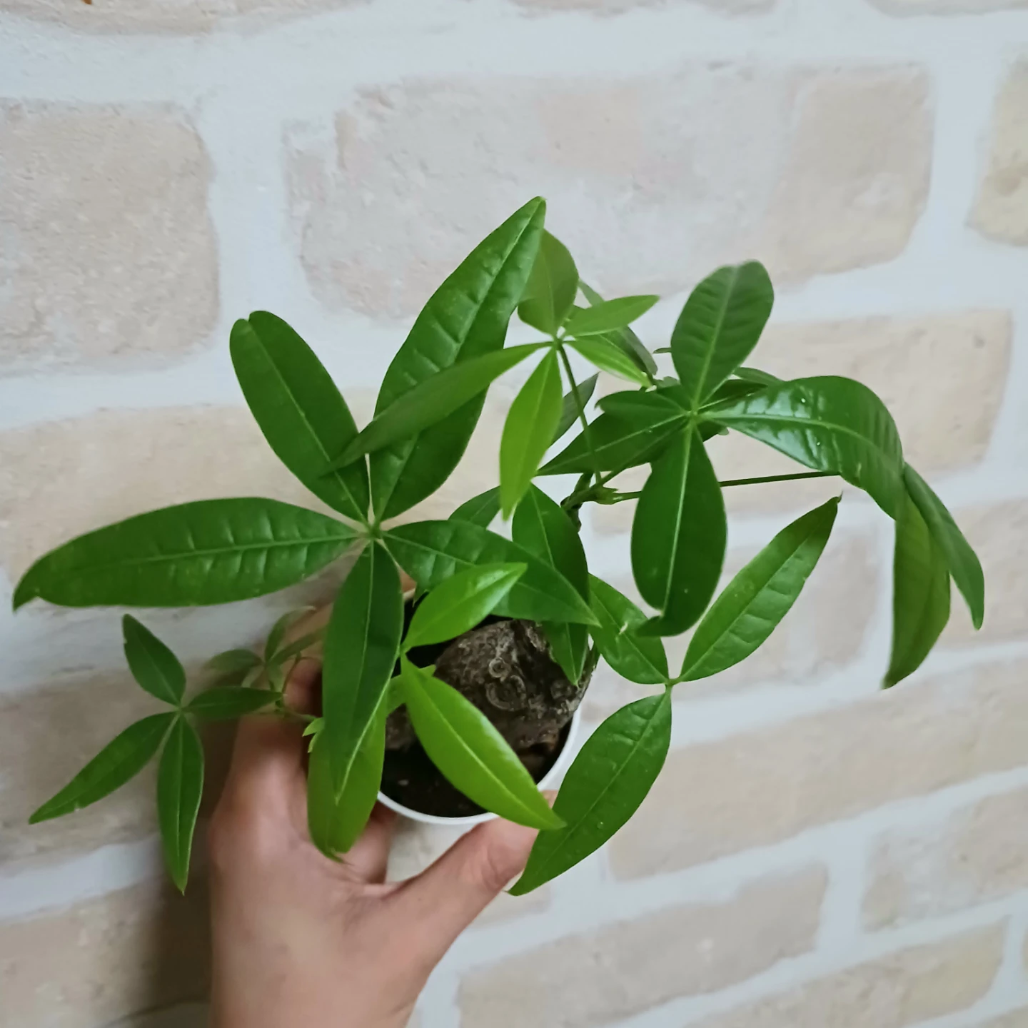 ぷっくり太幹 パキラ　2号　観葉植物　ミニの写真6枚目