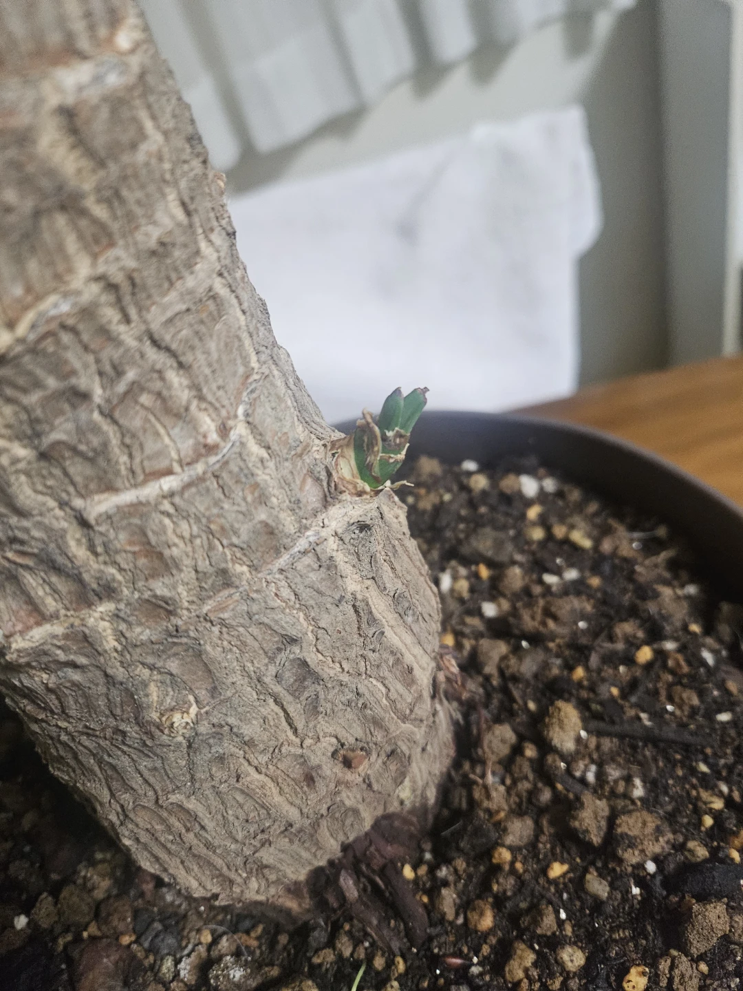 ◽ユッカ◽エレファンティペス◽観葉植物◽極太幹の写真2枚目