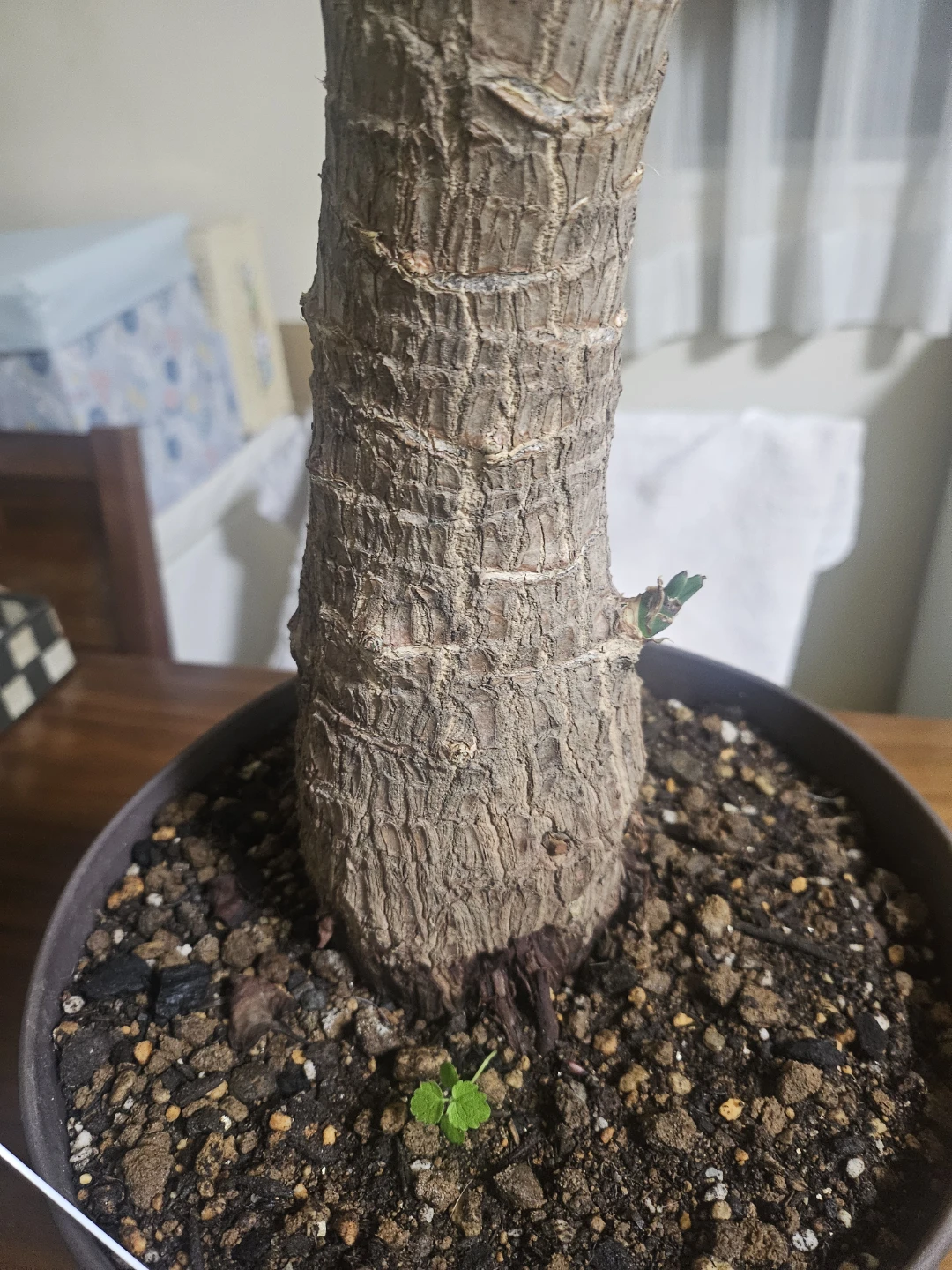 ◽ユッカ◽エレファンティペス◽観葉植物◽極太幹の写真3枚目