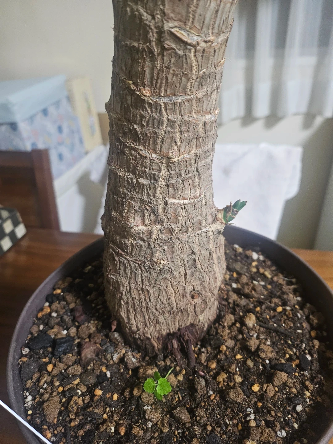 ◽ユッカ◽エレファンティペス◽観葉植物◽極太幹の写真3枚目