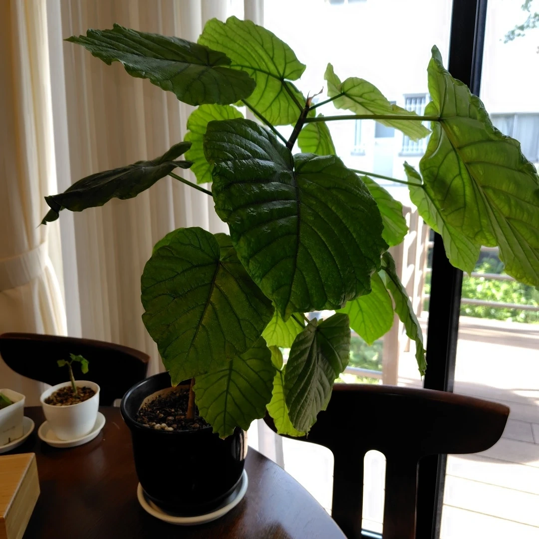 観葉植物 フィカス ウンベラータ 鉢植えの写真3枚目
