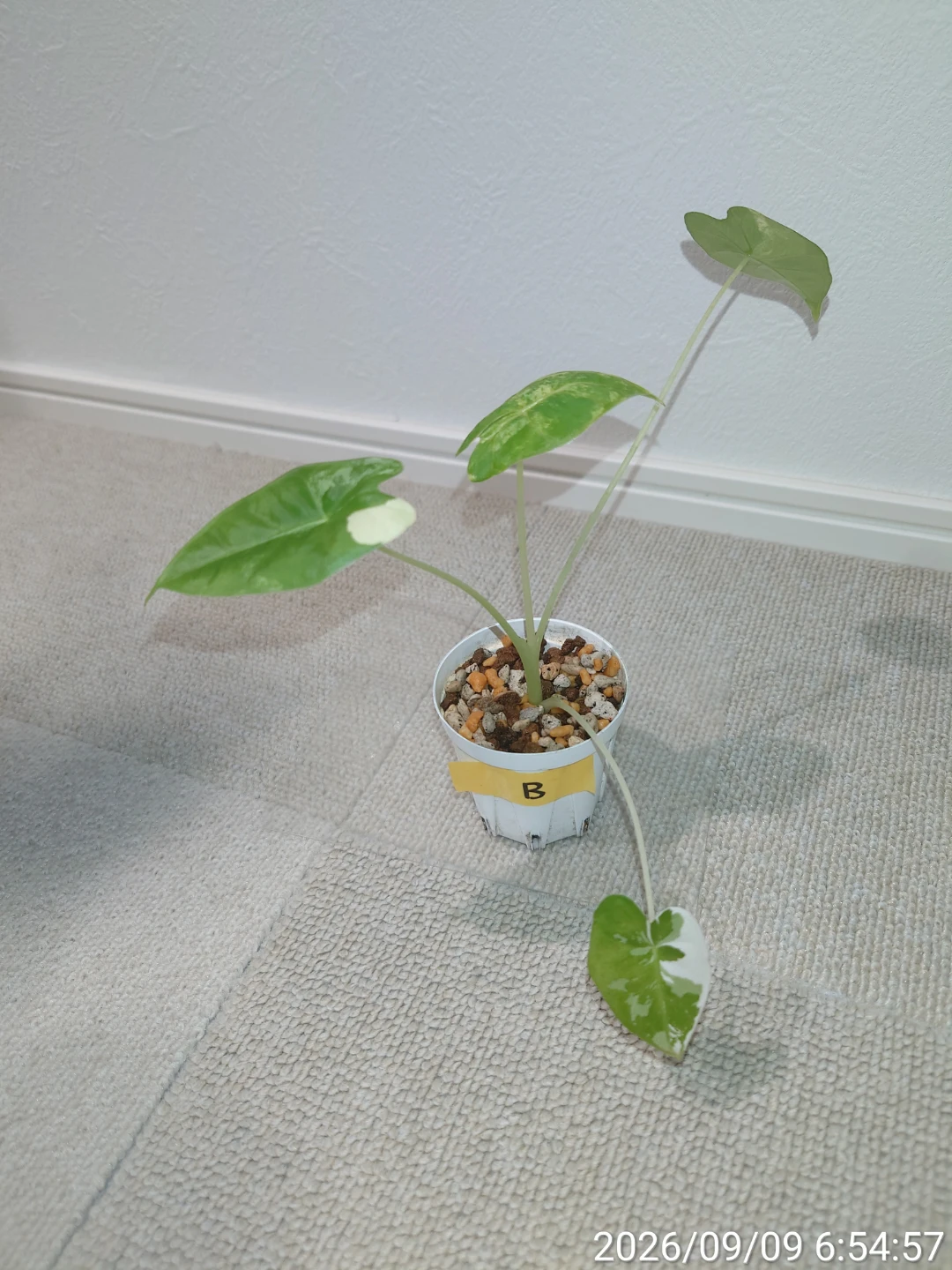 アロカシア グリーンベルベット斑入り 観葉植物