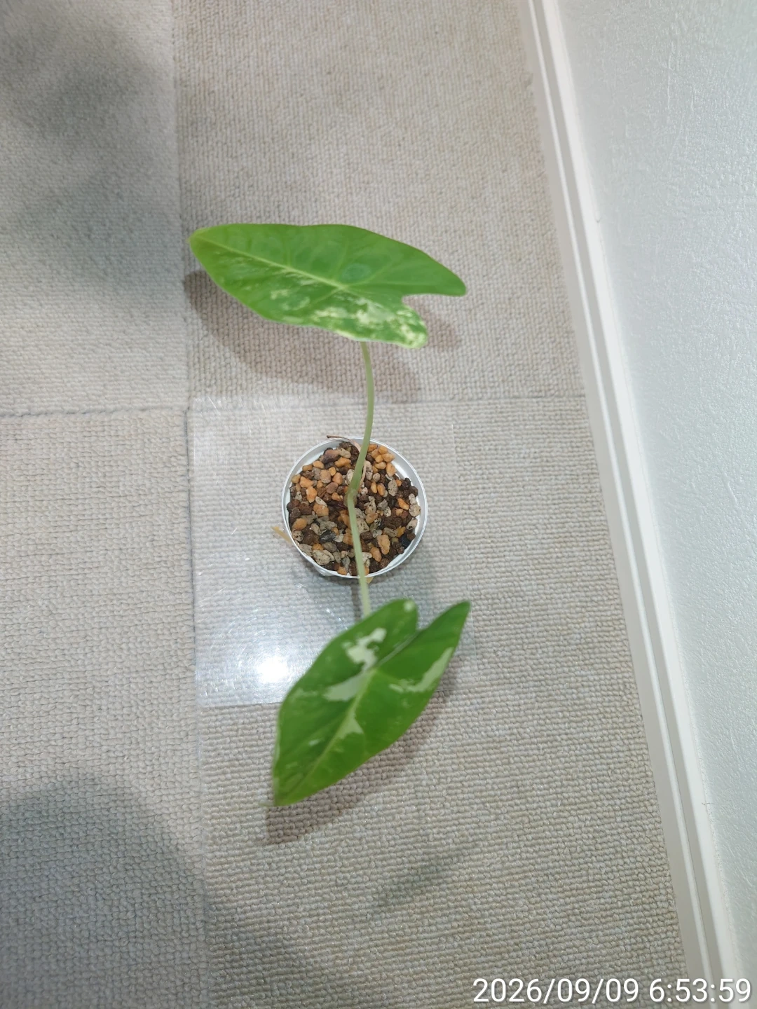 アロカシア グリーンベルベット バリエガータ 観葉植物 白鉢付きの写真3枚目
