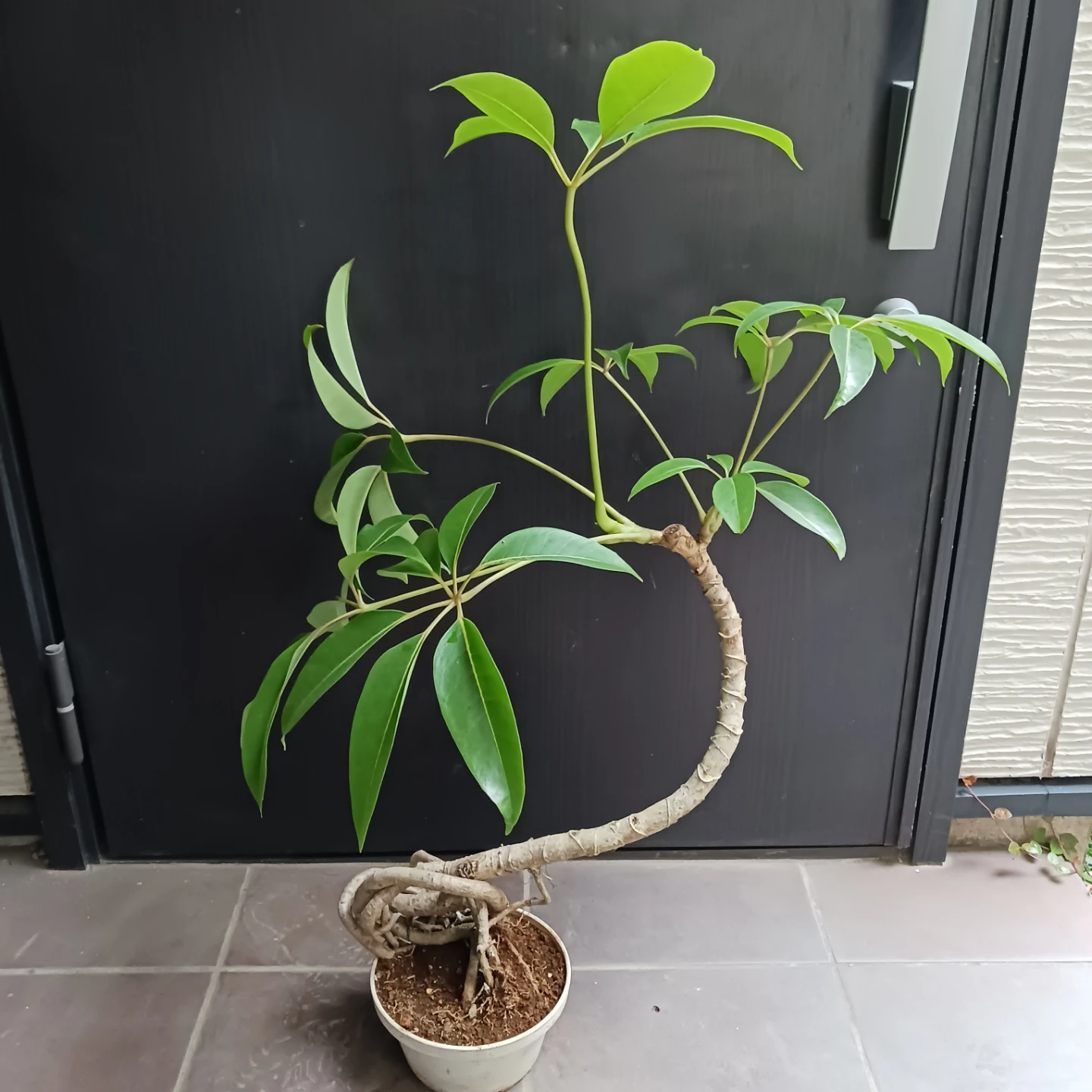 曲がり★ツピタンサス　6号　観葉植物　個性的　一点ものの写真4枚目